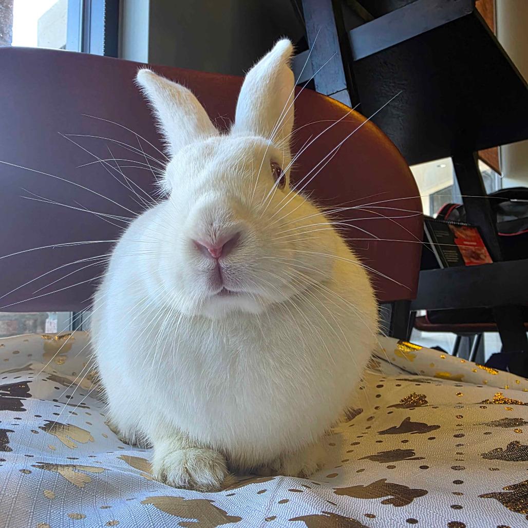 Noel, a Adoptable mixed breed in The Woodlands, TX image 3/6