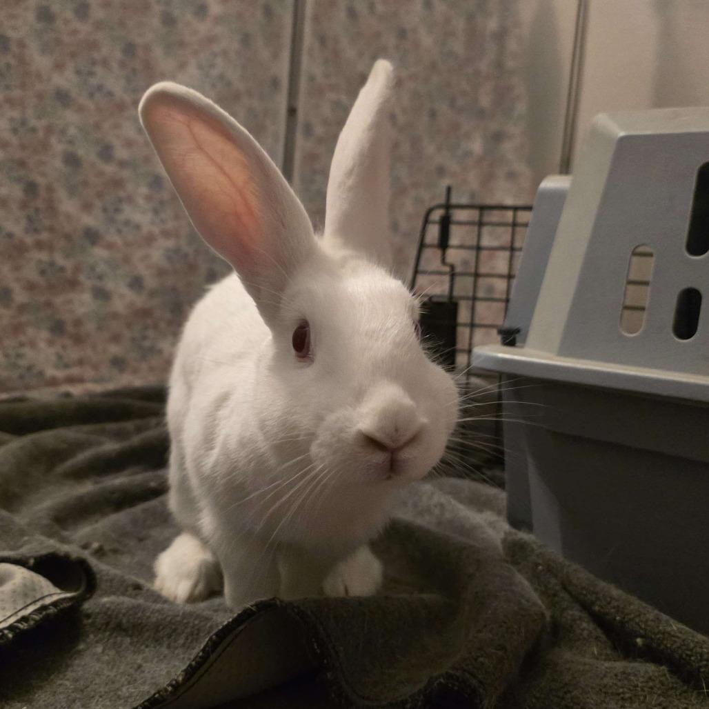 Enlarge Noel, a Adoptable mixed breed in The Woodlands, TX image 4/6