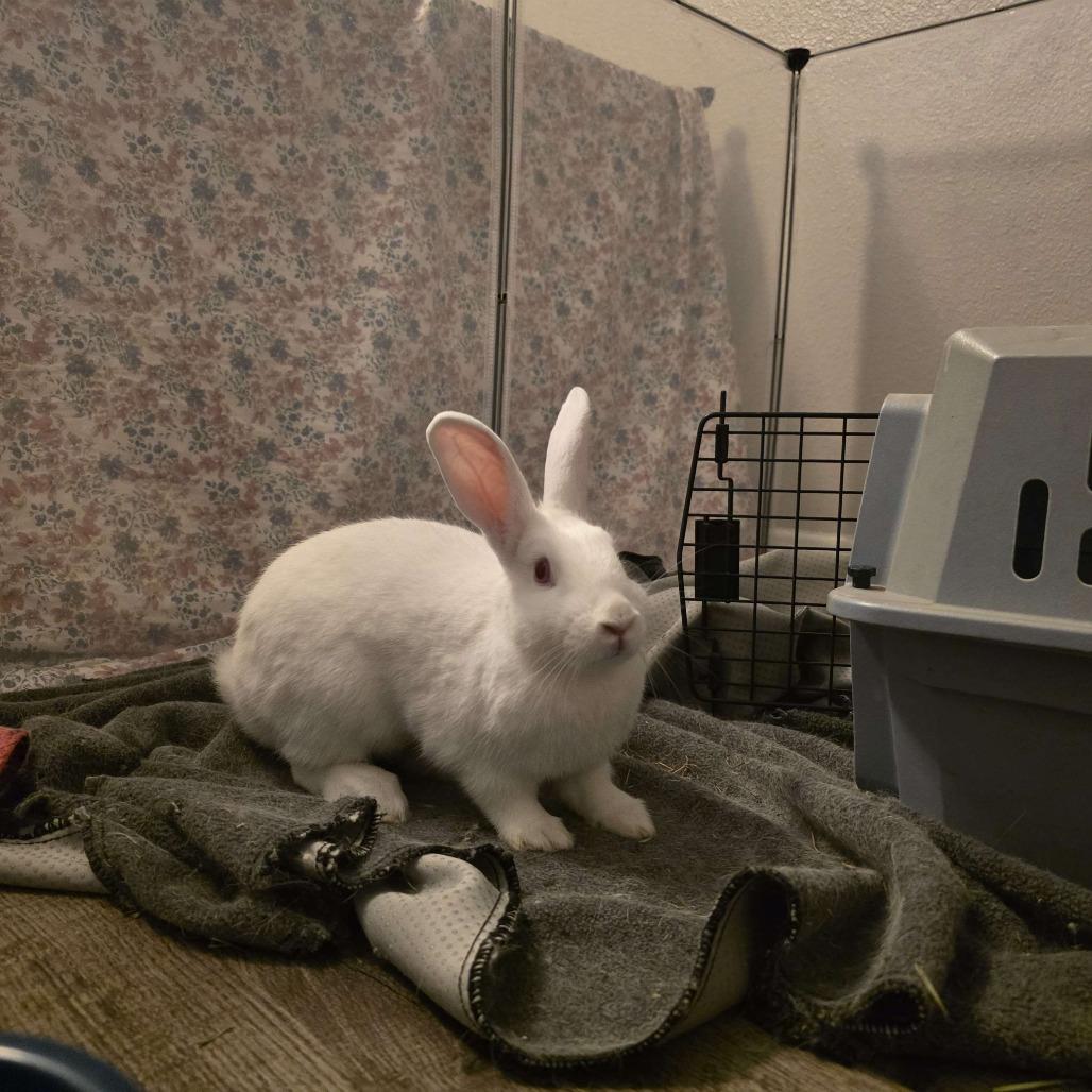 Enlarge Noel, a Adoptable mixed breed in The Woodlands, TX image 5/6