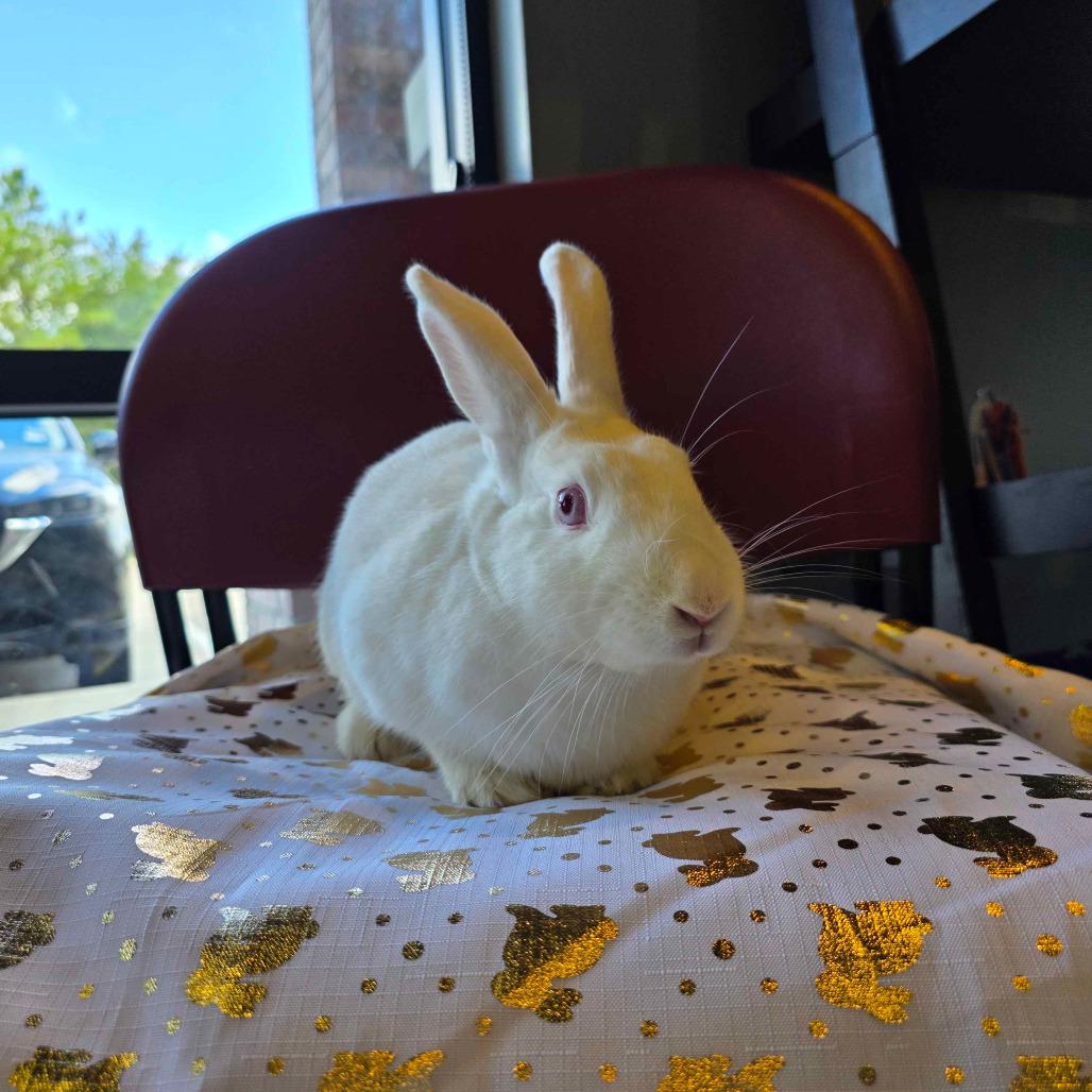 Enlarge Noel, a Adoptable mixed breed in The Woodlands, TX image 6/6