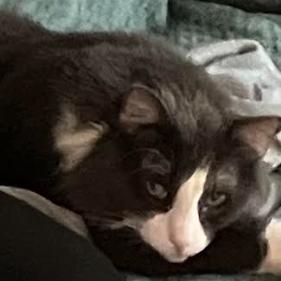 Enlarge Erwin C005464, a Adoptable Domestic Long Hair in Prosper, TX image 1/1