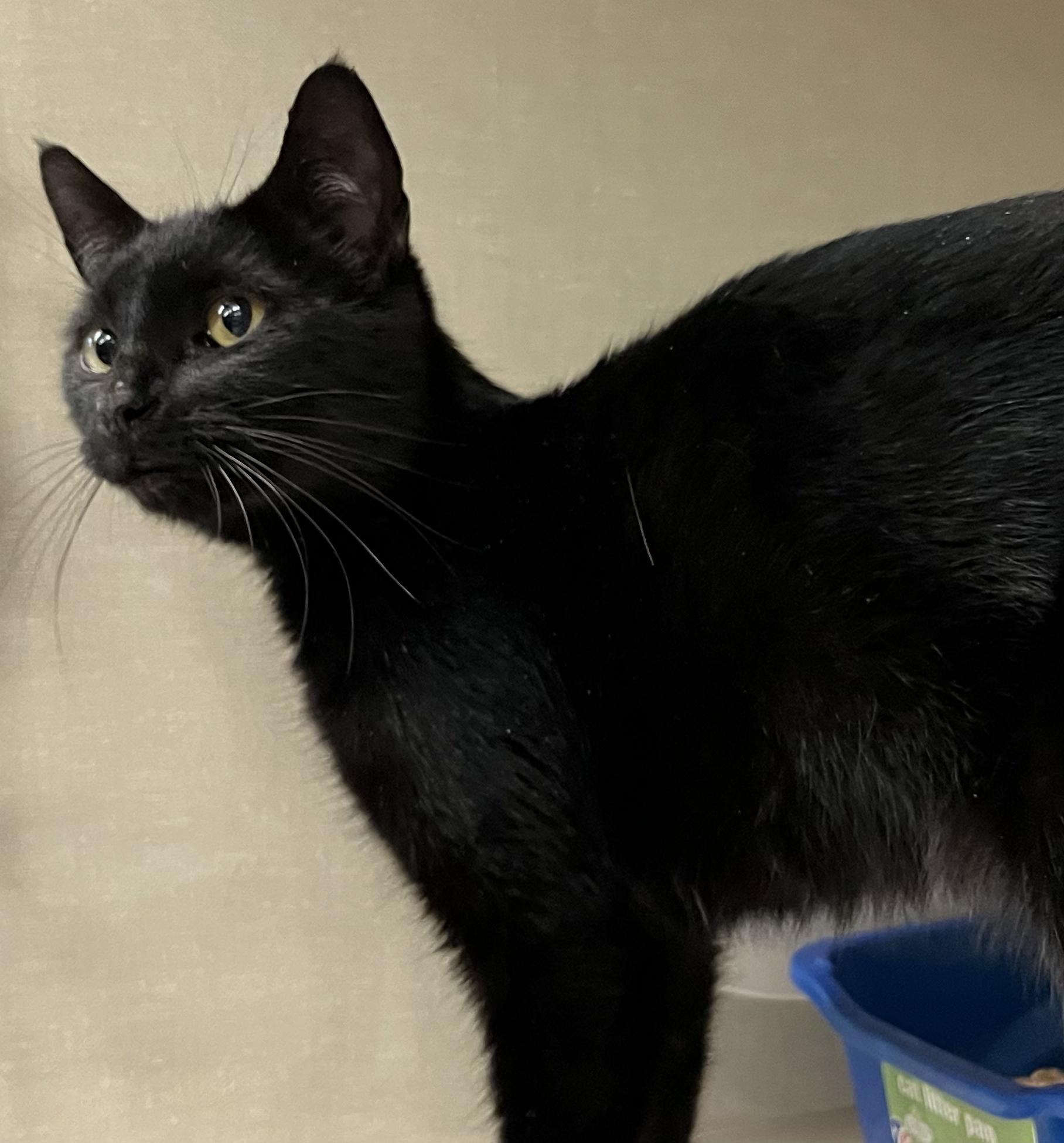 Enlarge Gracie, a ADOPTABLE Domestic Short Hair in Tigard, OR image 3/3