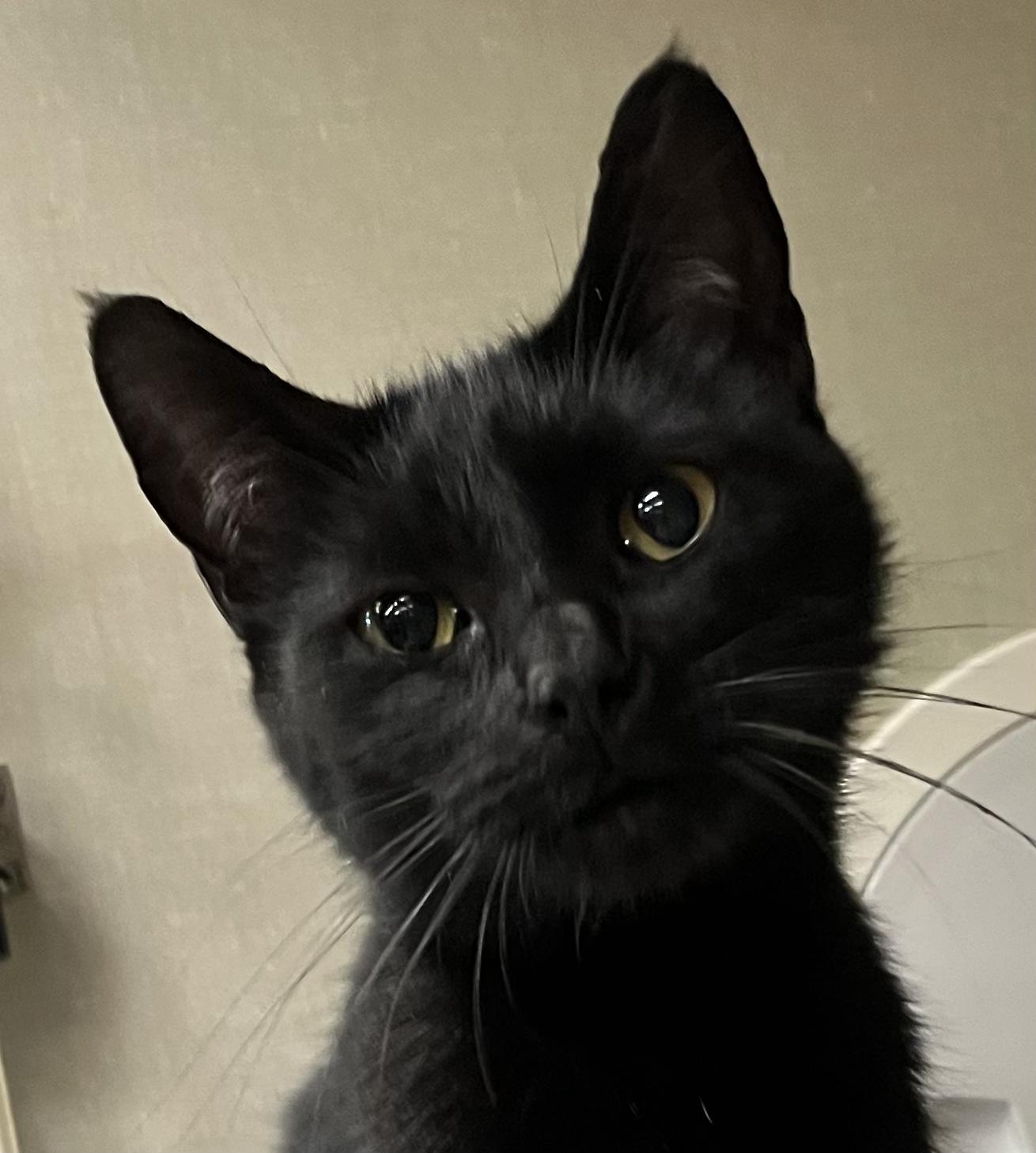 Gracie, ADOPTABLE, Young Female Domestic Short Hair.