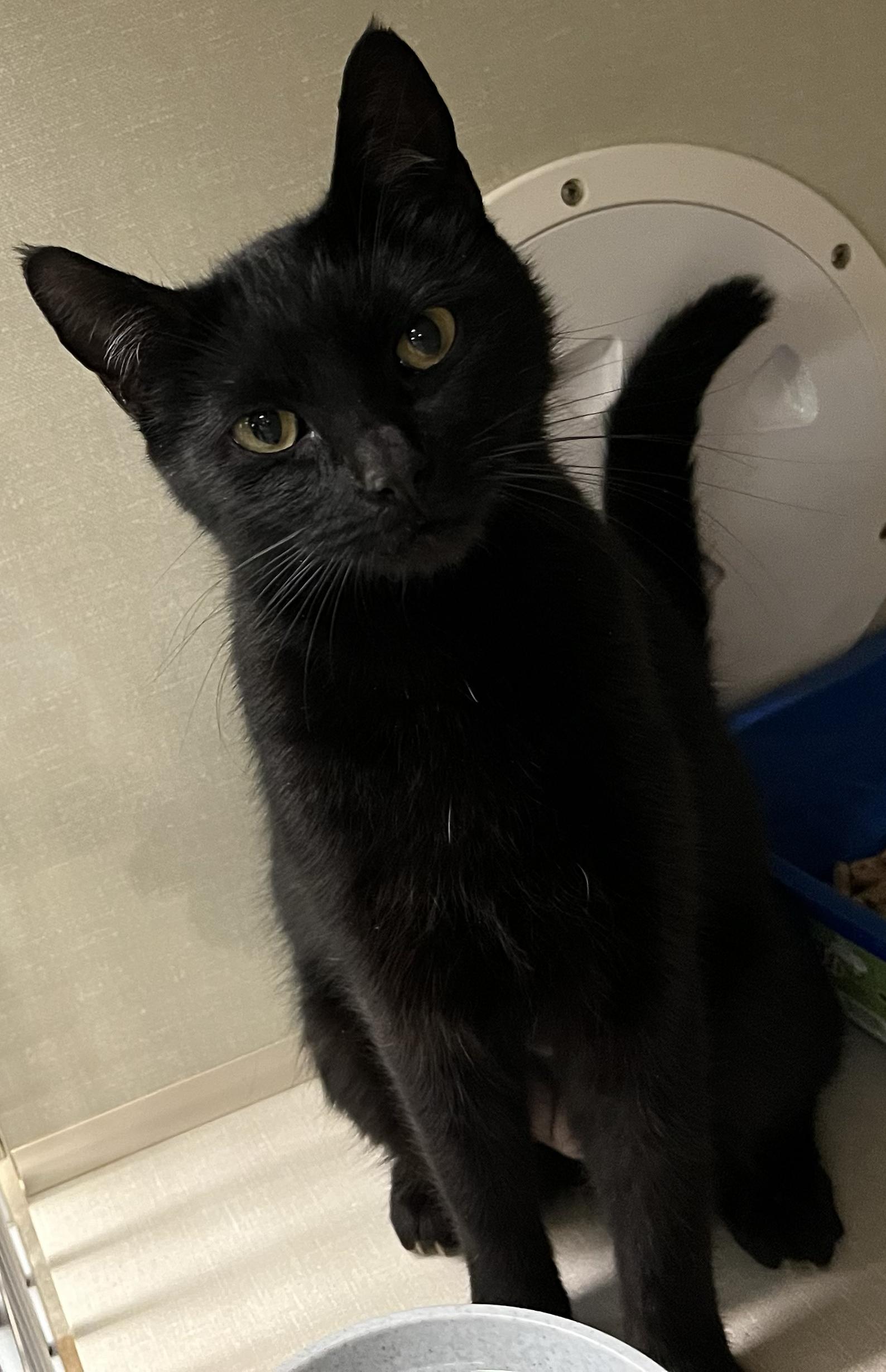 Enlarge Gracie, a ADOPTABLE Domestic Short Hair in Tigard, OR image 2/3