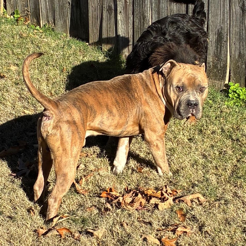 BLADE, Adoptable, Adult Male American Bulldog & English Bulldog.