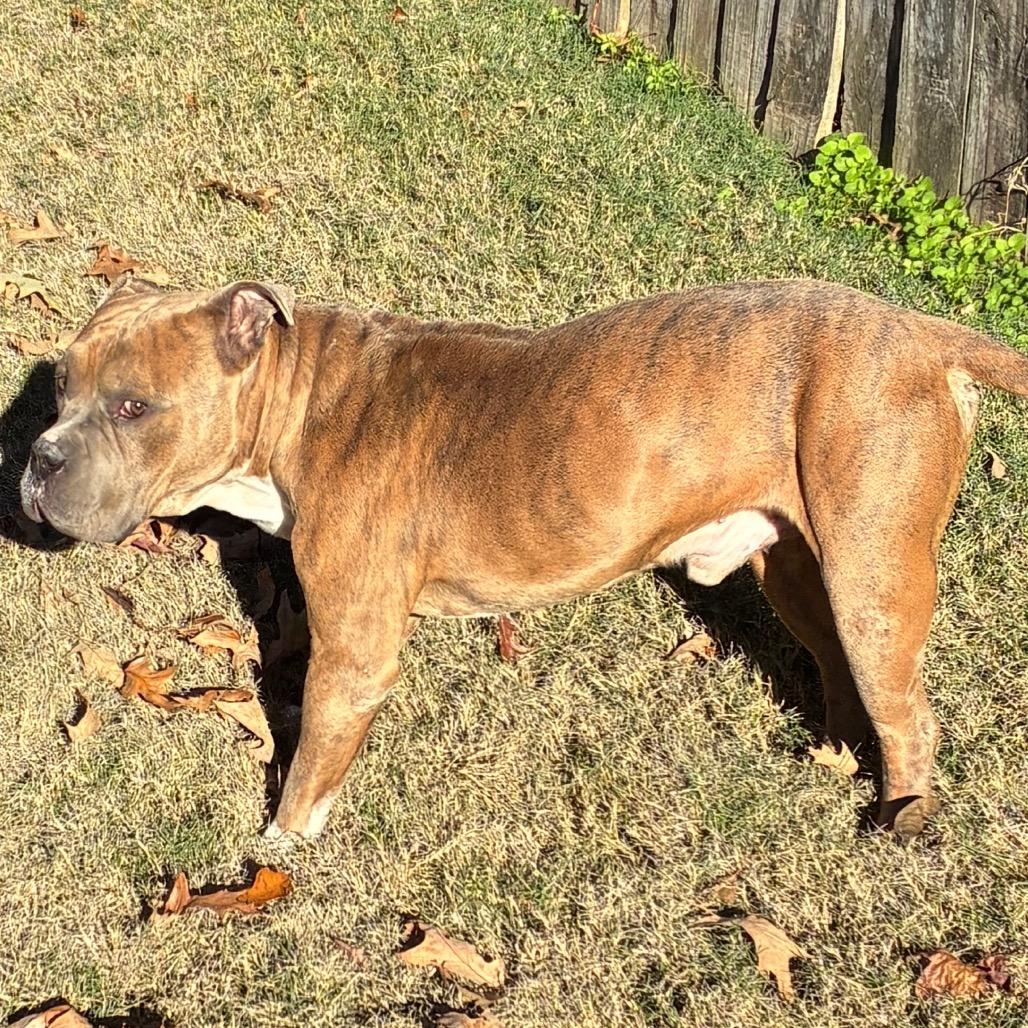 Enlarge BLADE, a Adoptable mixed breed in Cordova, TN image 6/6