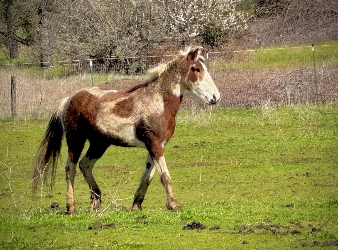 Clyde - Project/Light Riding, Adoptable, Adult Male Grade.