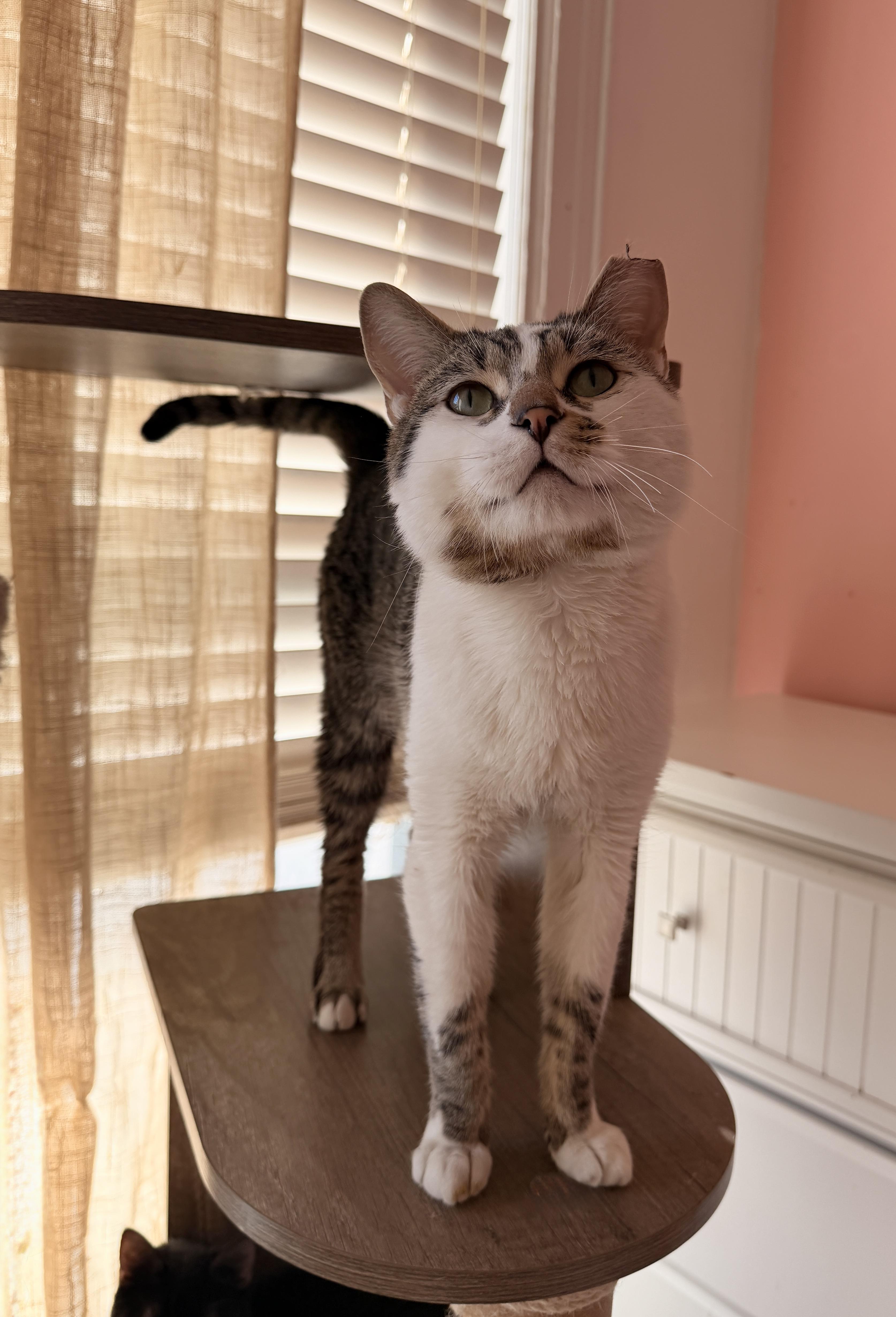 Chadwick thumbnail 2