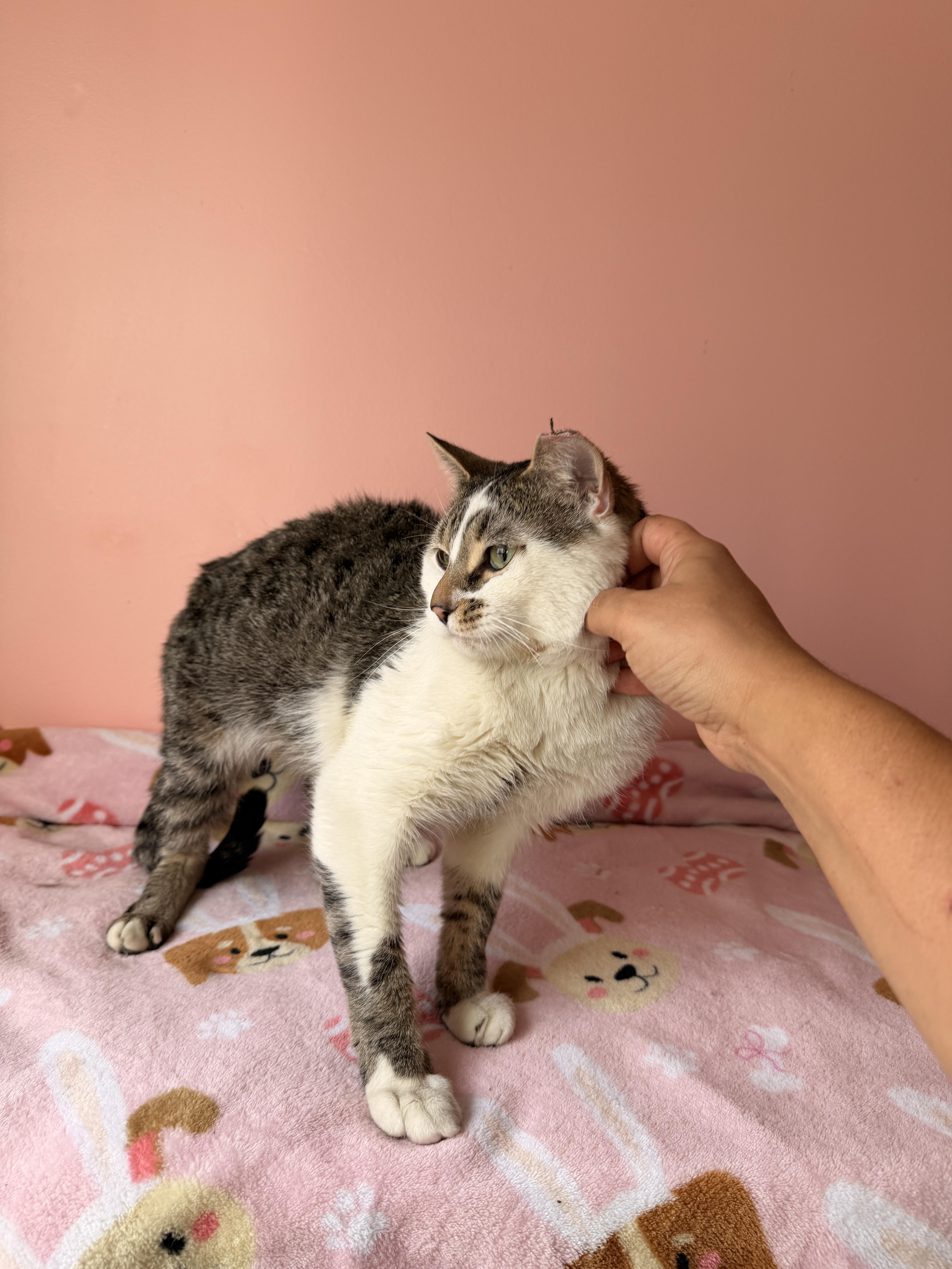 Chadwick thumbnail 3