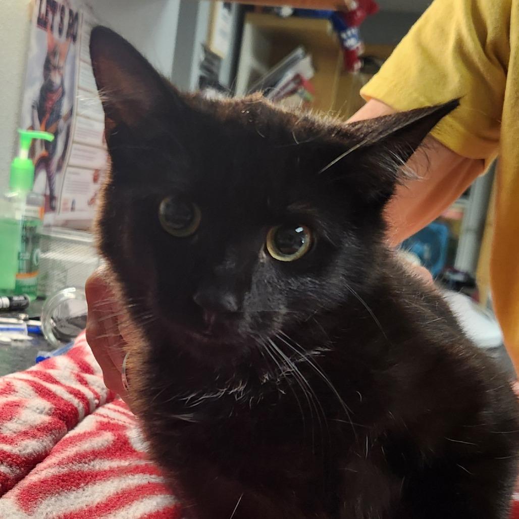 Hiromi, Adoptable, Young Female Domestic Short Hair.