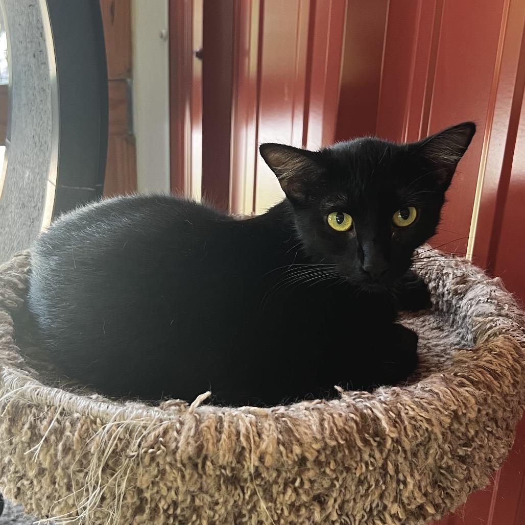 Hiromi, Adoptable, Young Female Domestic Short Hair.
