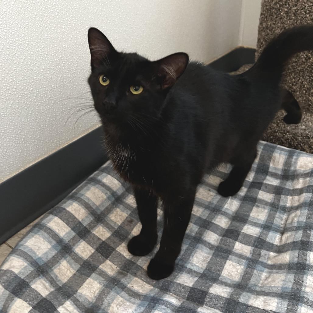 Hiromi, a Adoptable Domestic Short Hair in Brighton, MO image 2/3