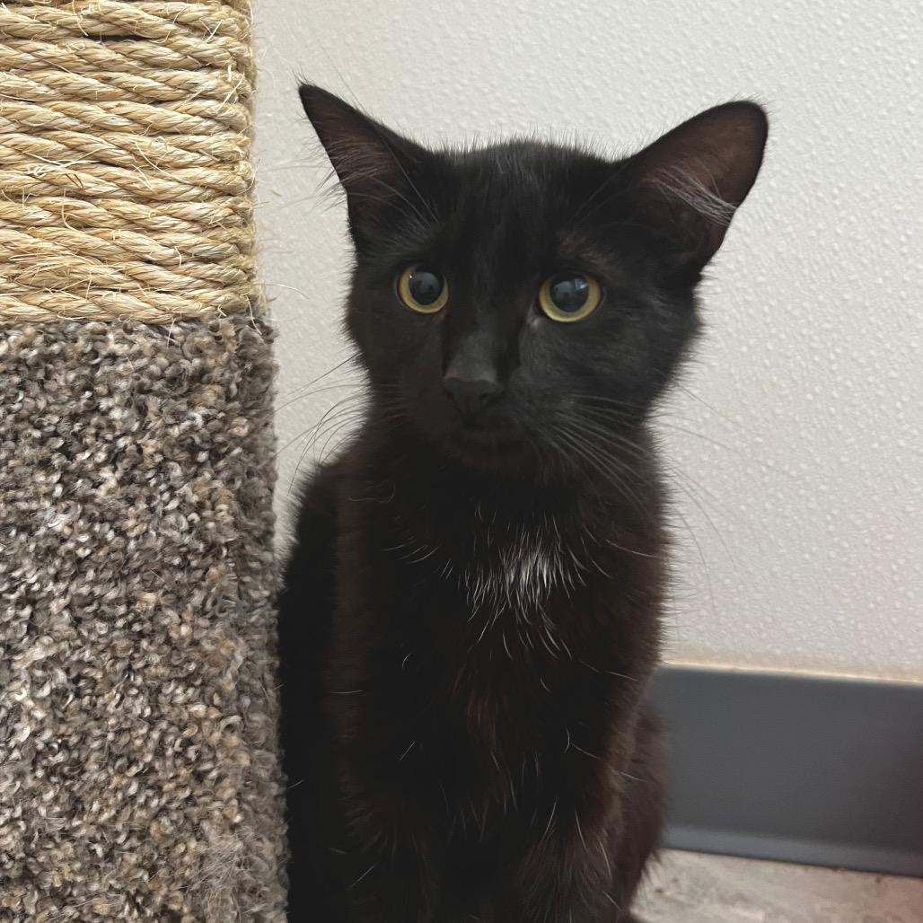 Hiromi, a Adoptable Domestic Short Hair in Brighton, MO image 3/3
