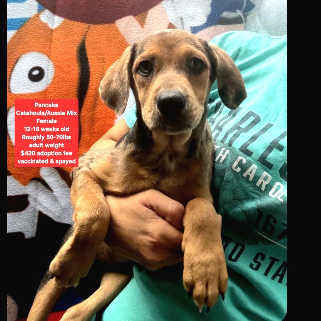Pancake, ADOPTABLE, Puppy Female Catahoula Leopard Dog & Australian Shepherd.