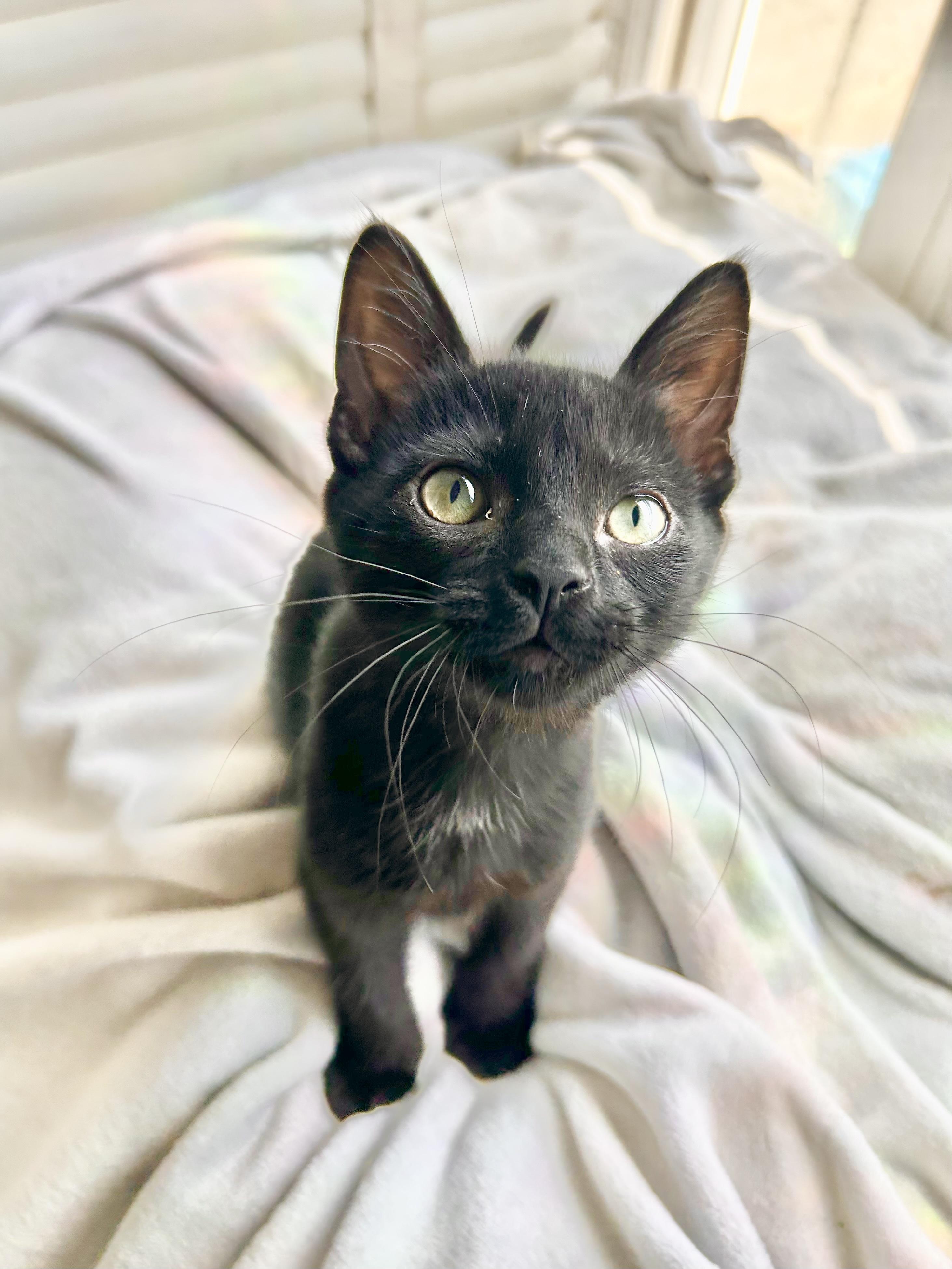 Tippy Top, Adoptable, Kitten Male Domestic Short Hair.