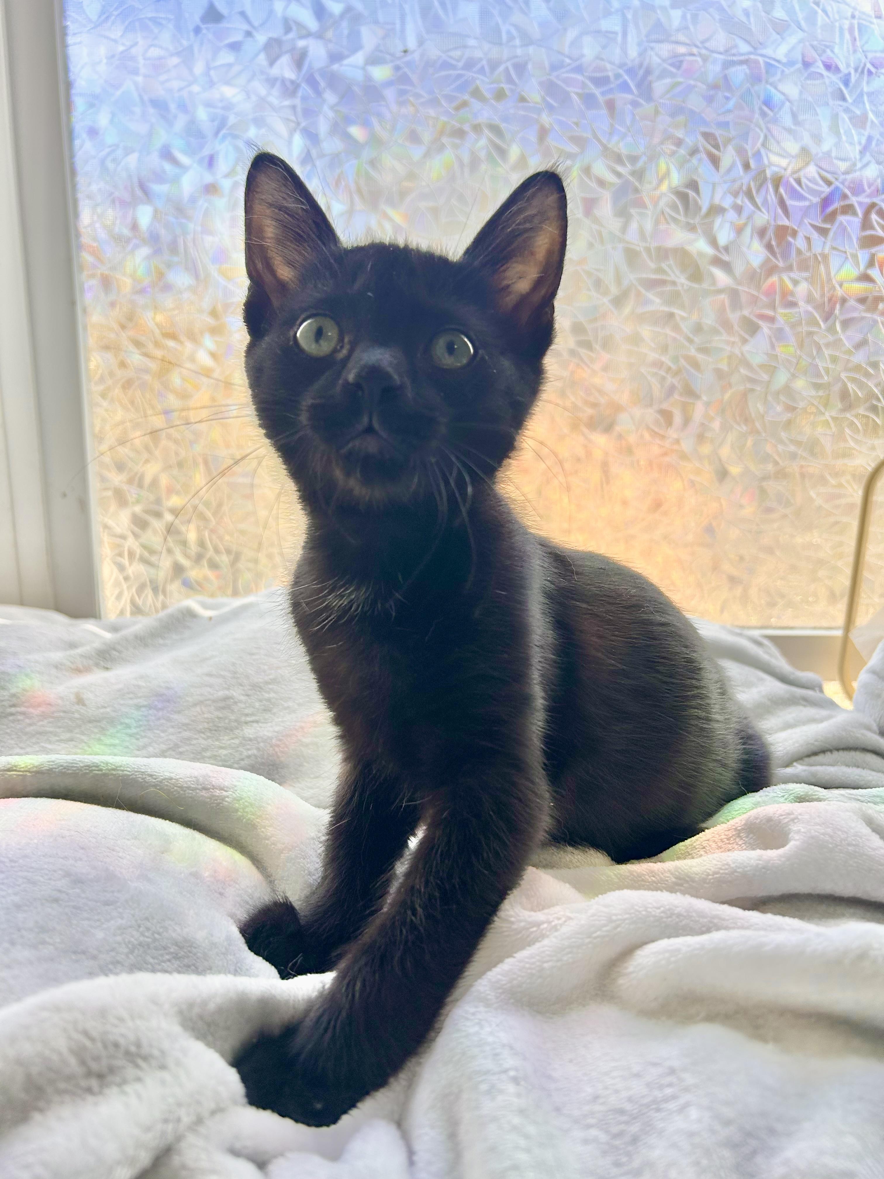Tippy Top, a Adoptable Domestic Short Hair in San Francisco, CA image 2/6