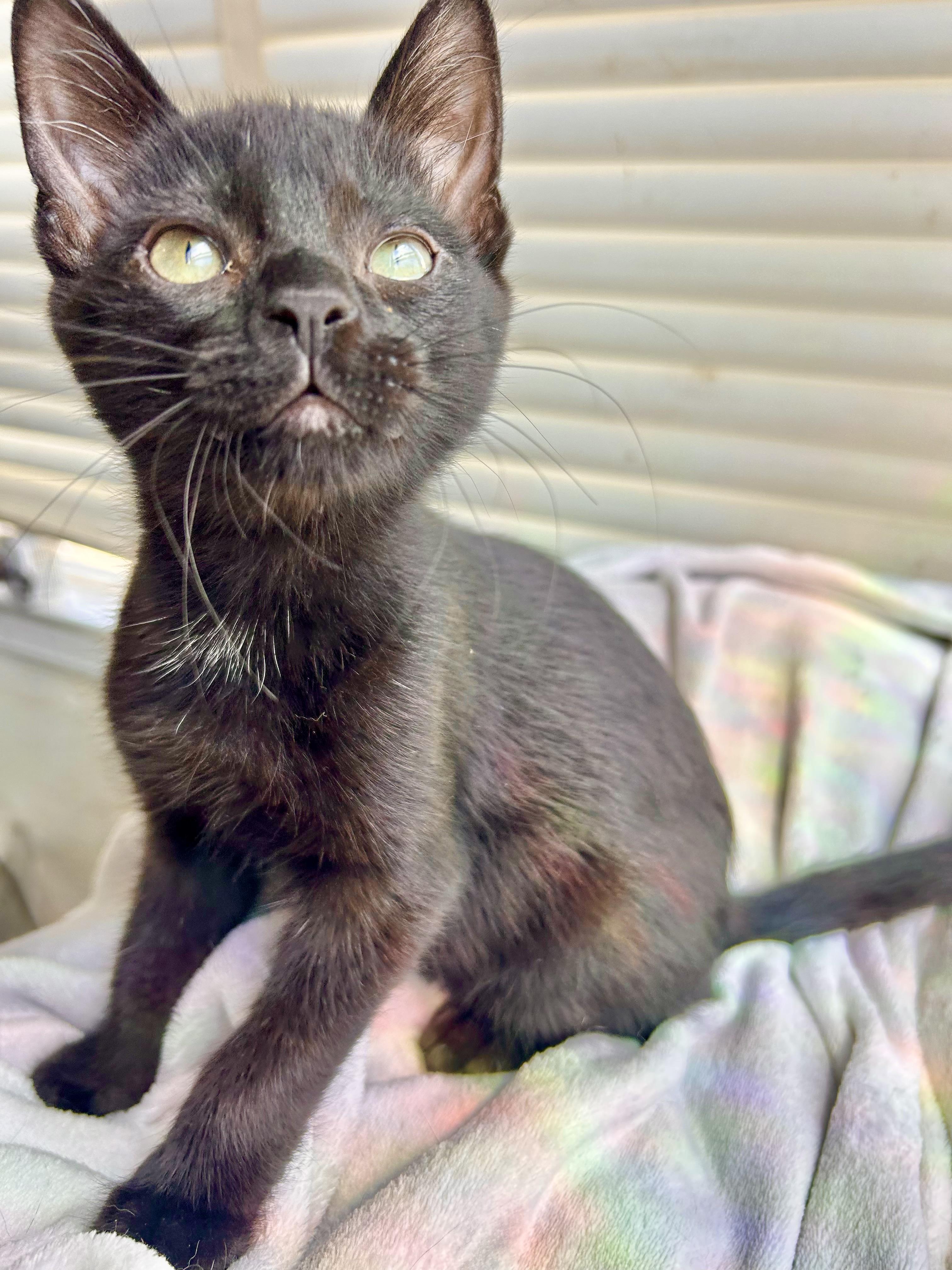 Tippy Top, a Adoptable Domestic Short Hair in San Francisco, CA image 4/6