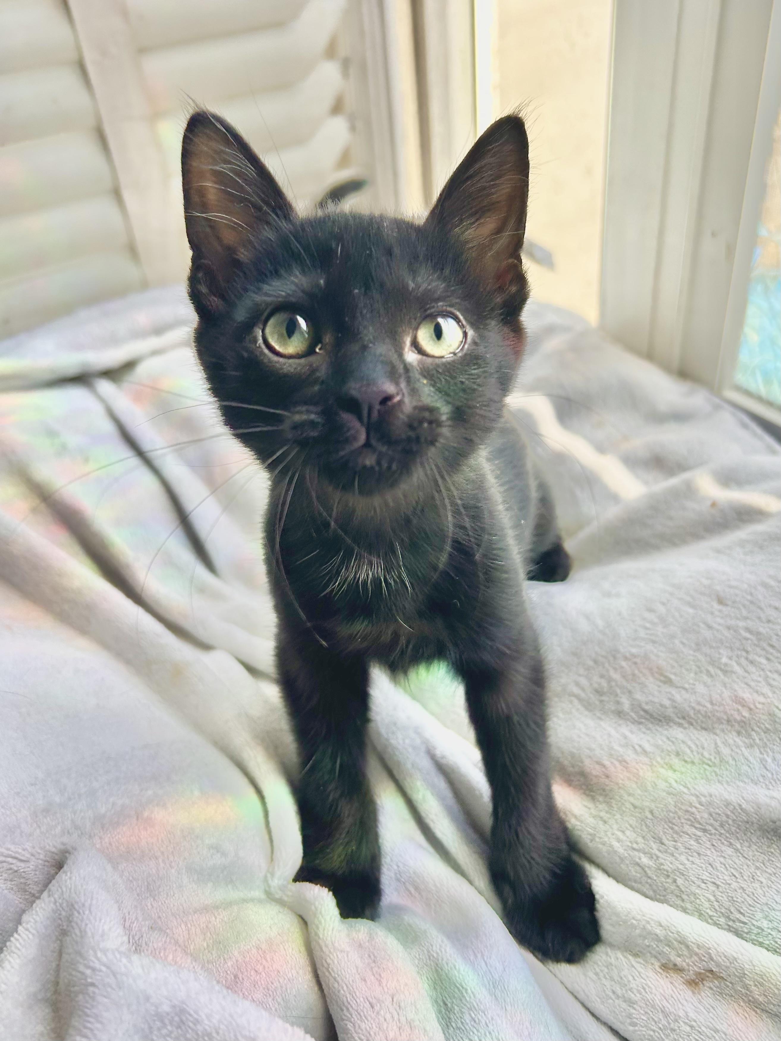 Tippy Top, a Adoptable Domestic Short Hair in San Francisco, CA image 5/6