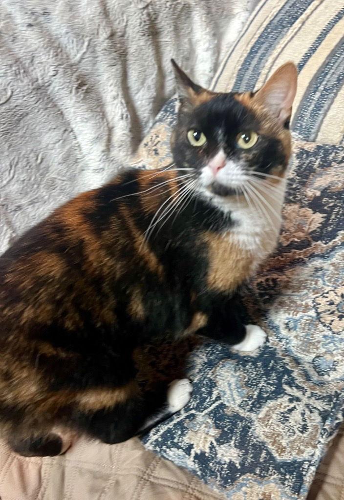 Snackie, Adoptable, Adult Female Domestic Short Hair.