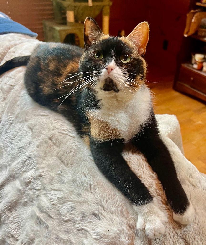 Snackie, a Adoptable Domestic Short Hair image 2/3