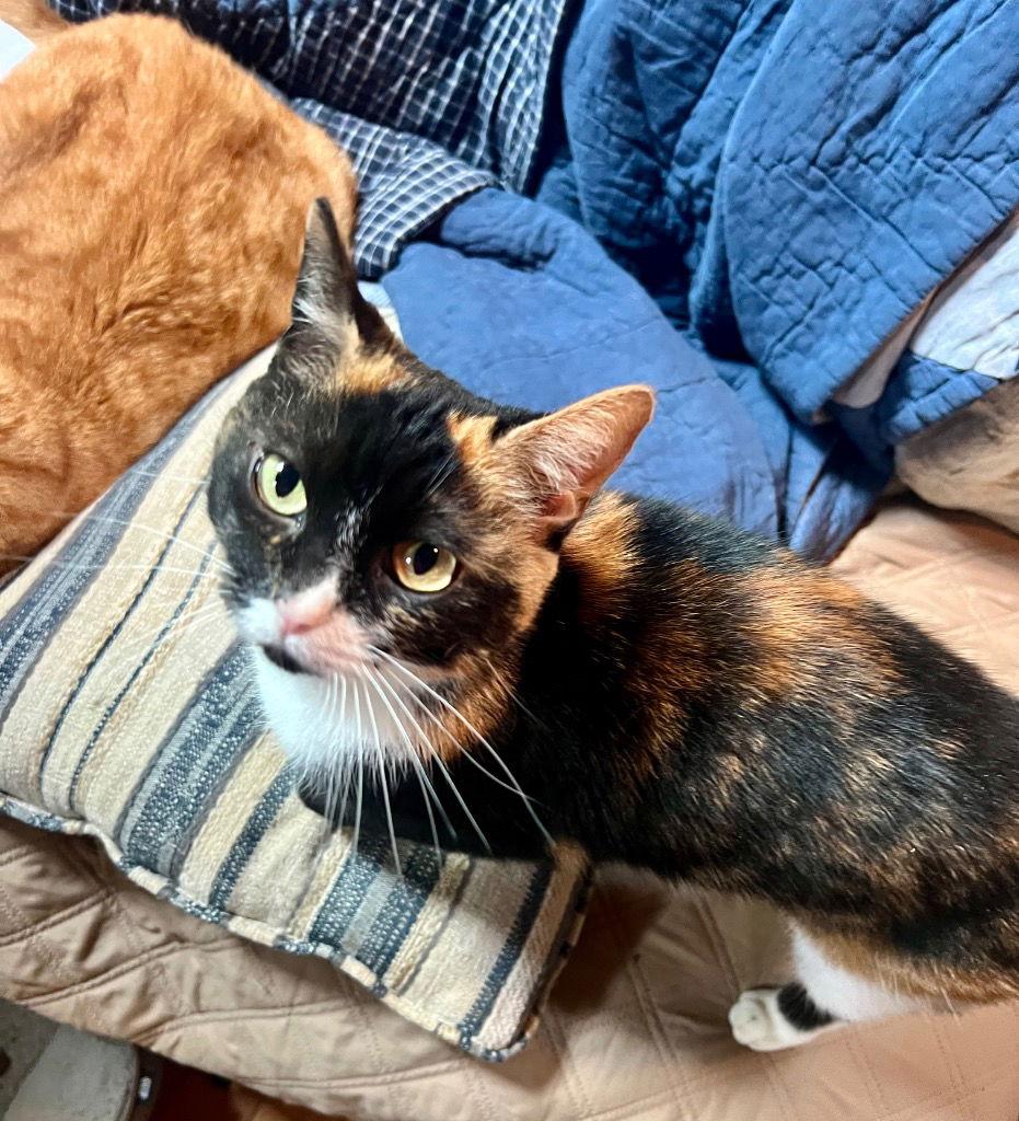 Snackie, a Adoptable Domestic Short Hair image 3/3