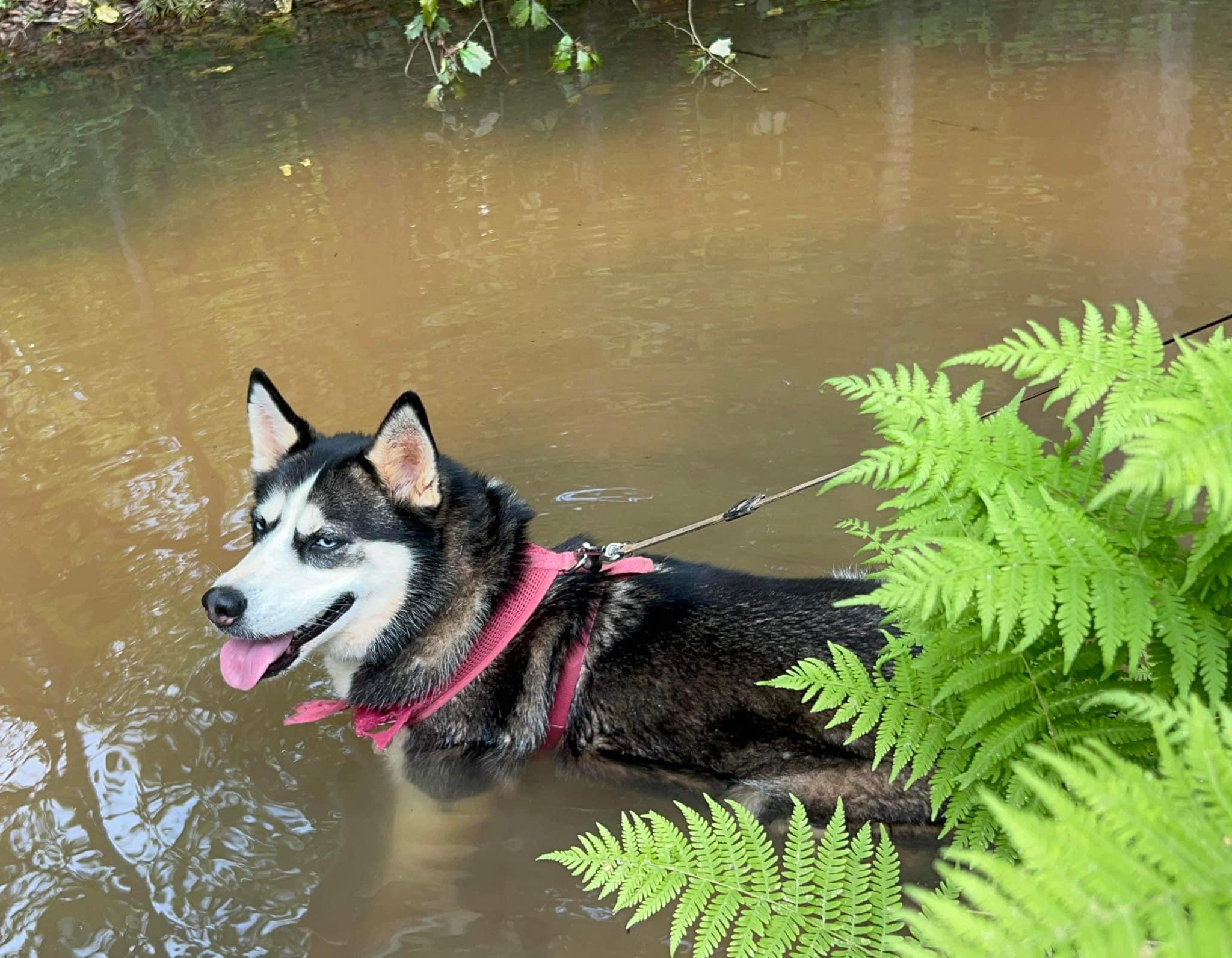 Zora, Adopted, Adult Female Husky.
