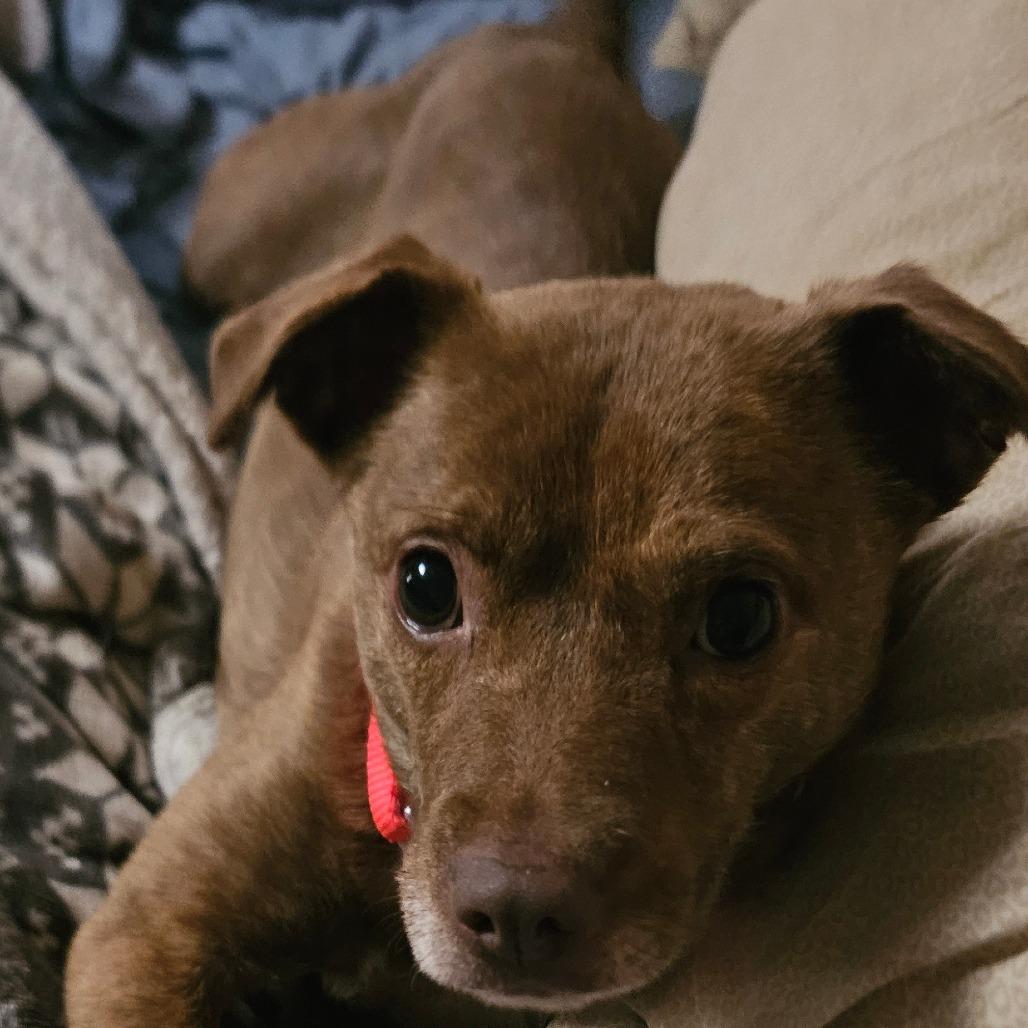 Ms. B, Adoptable, Adult Female Mixed Breed.