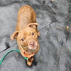 Enlarge Ms. B, a Adoptable Mixed Breed in Allyn, WA image 2/3