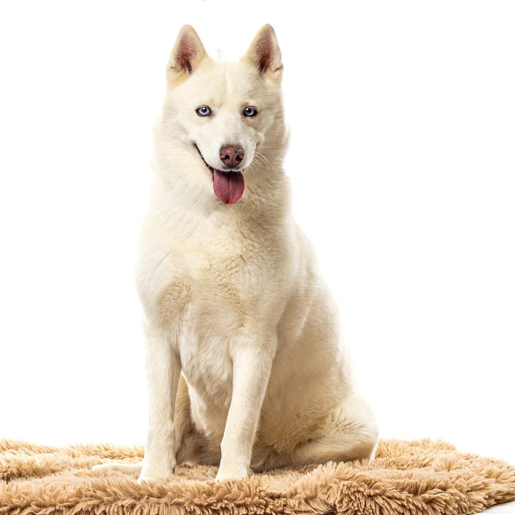Nala, Adoptable, Adult Female Siberian Husky.
