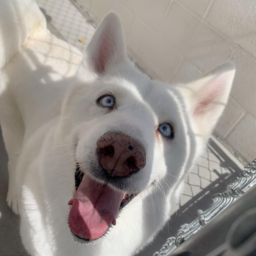 Enlarge Nala, a Adoptable Siberian Husky in Reno, NV image 2/6