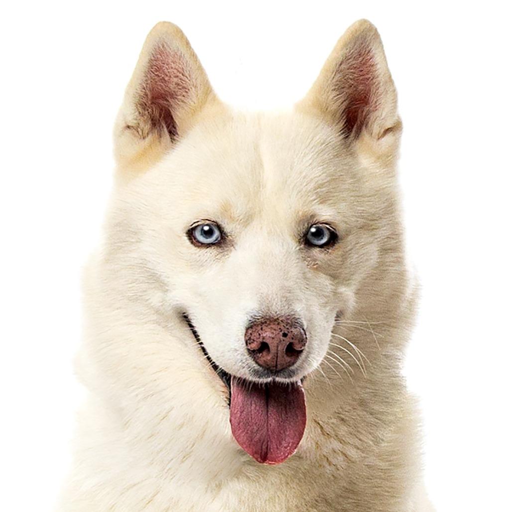 Enlarge Nala, a Adoptable Siberian Husky in Reno, NV image 3/6