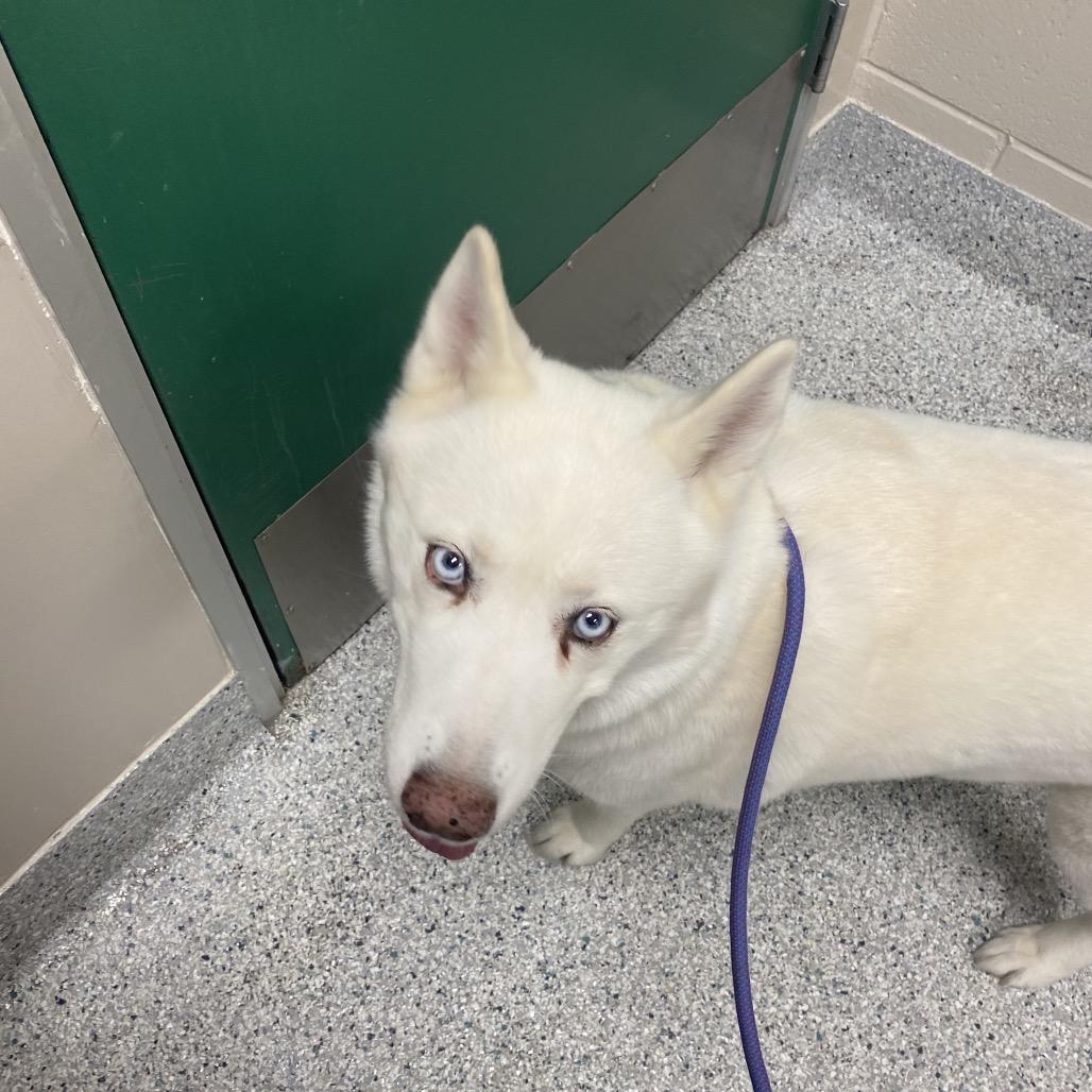 Enlarge Nala, a Adoptable Siberian Husky in Reno, NV image 4/6