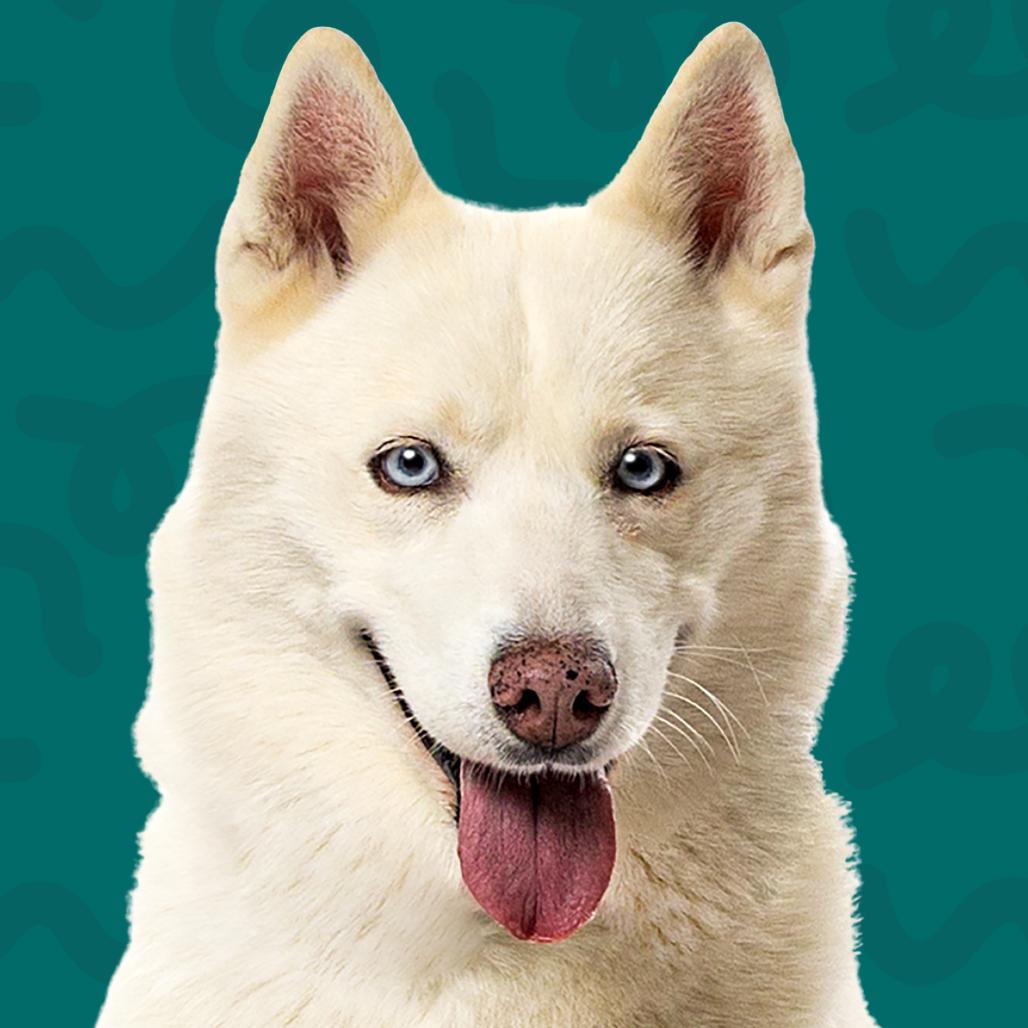 Enlarge Nala, a Adoptable Siberian Husky in Reno, NV image 5/6