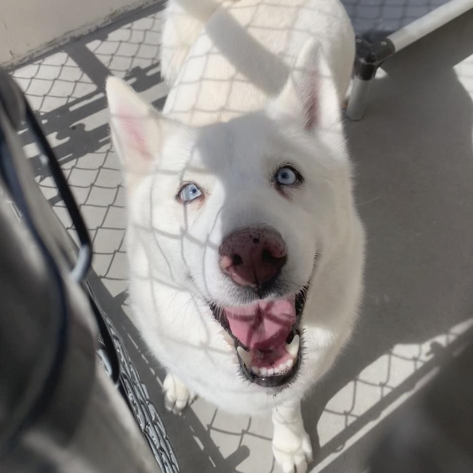 Enlarge Nala, a Adoptable Siberian Husky in Reno, NV image 6/6