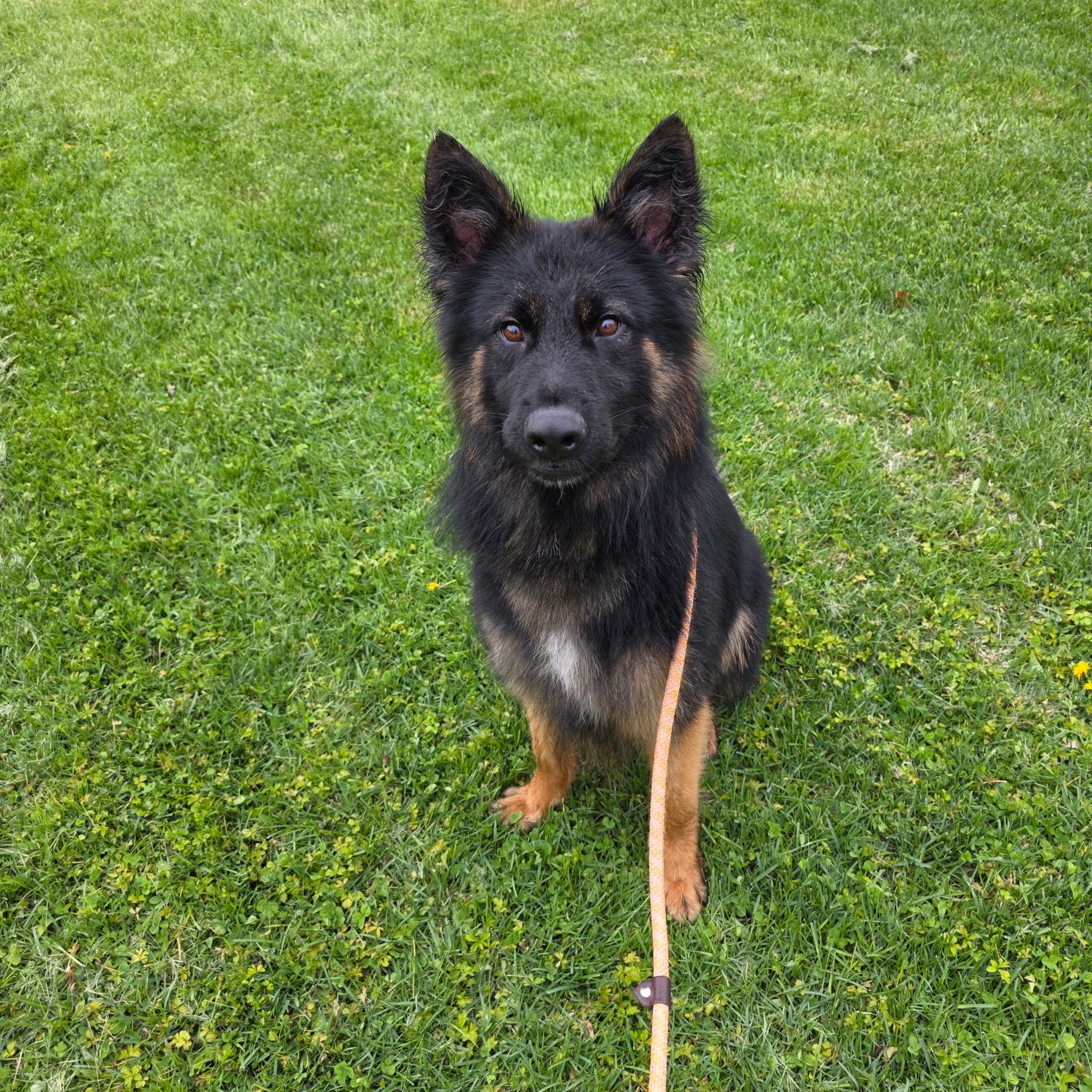 Enlarge Kai, an adopted German Shepherd Dog in Brookfield, CT image 5/5