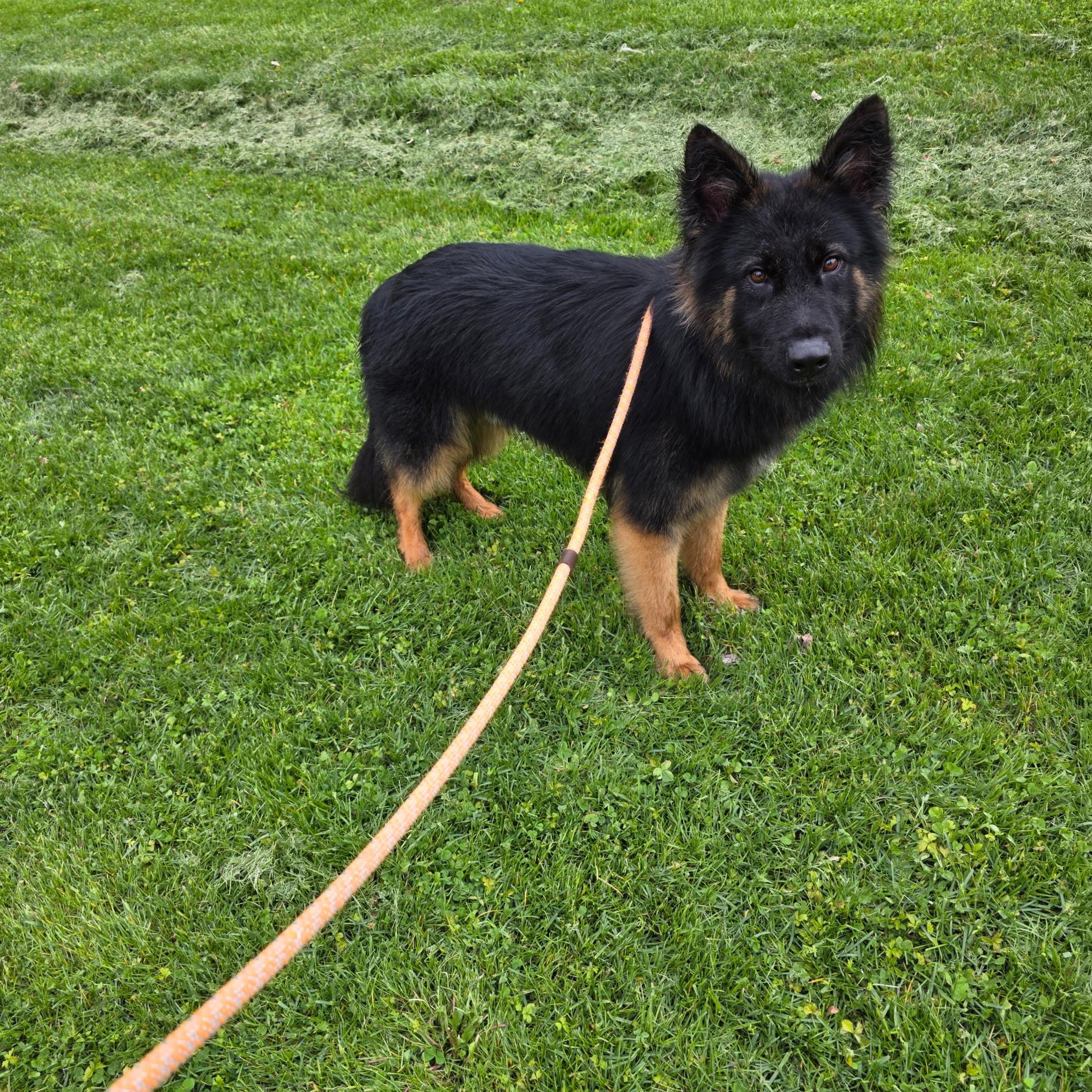 Enlarge Kai, an adopted German Shepherd Dog in Brookfield, CT image 4/5