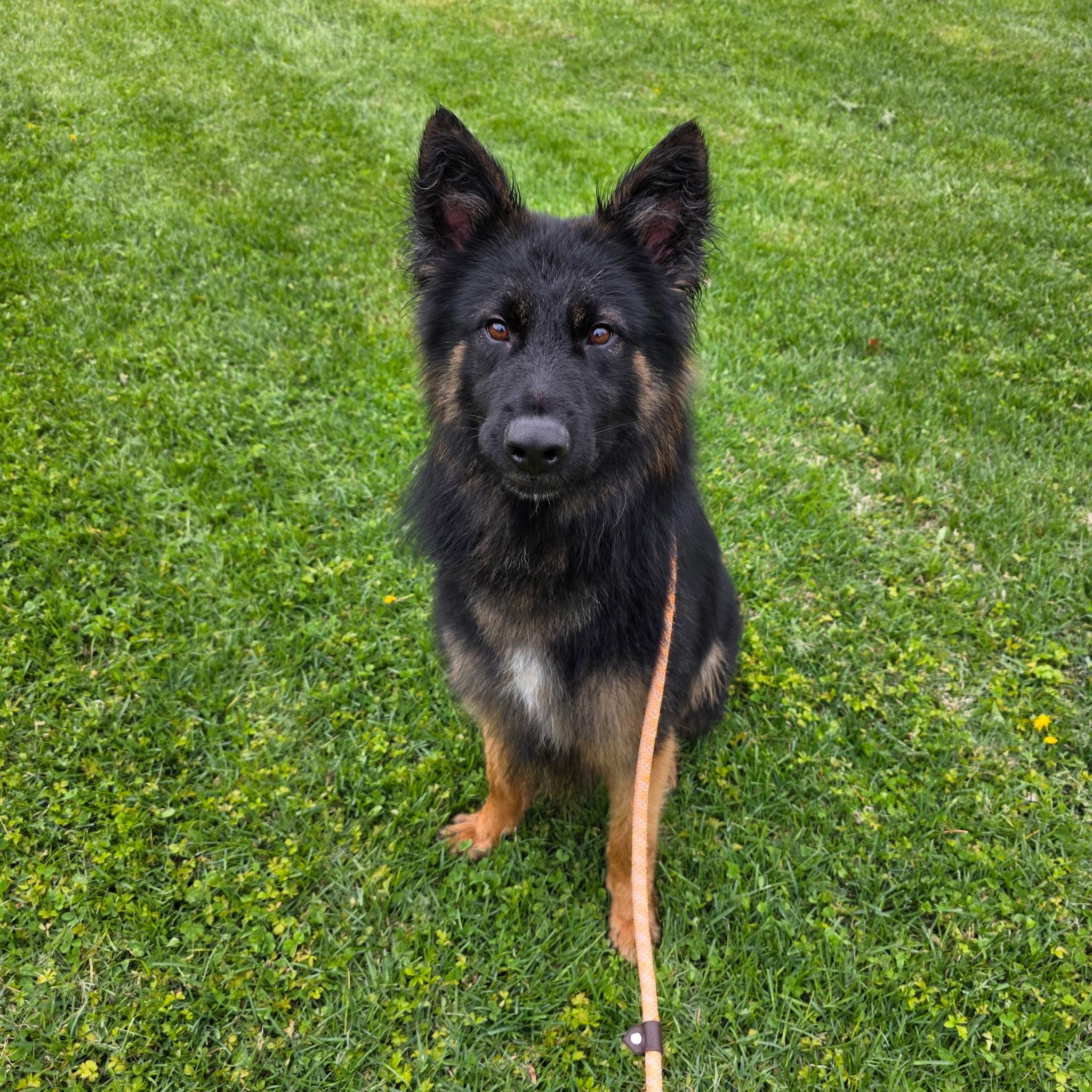 Enlarge Kai, an adopted German Shepherd Dog in Brookfield, CT image 3/5