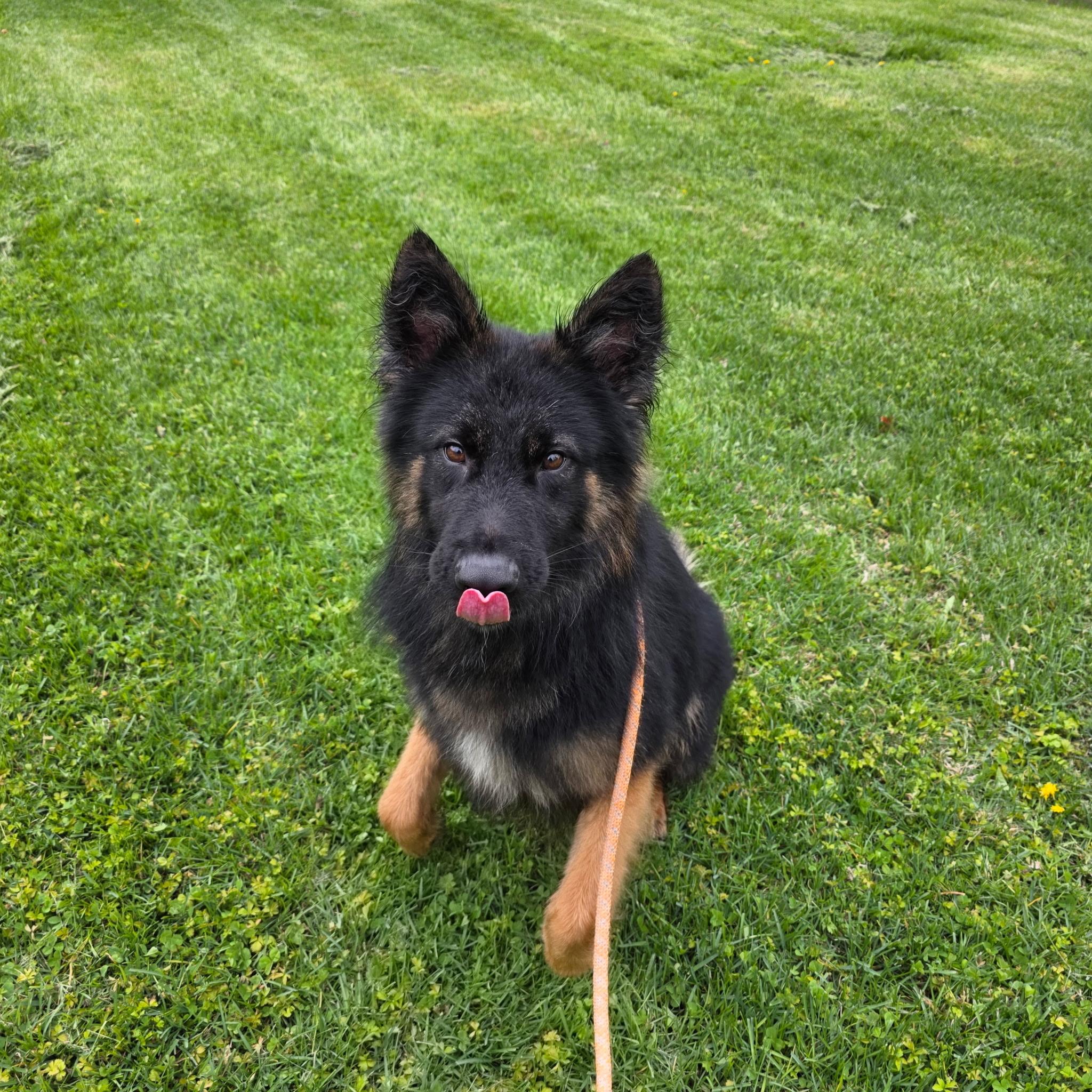 Enlarge Kai, an adopted German Shepherd Dog in Brookfield, CT image 2/5