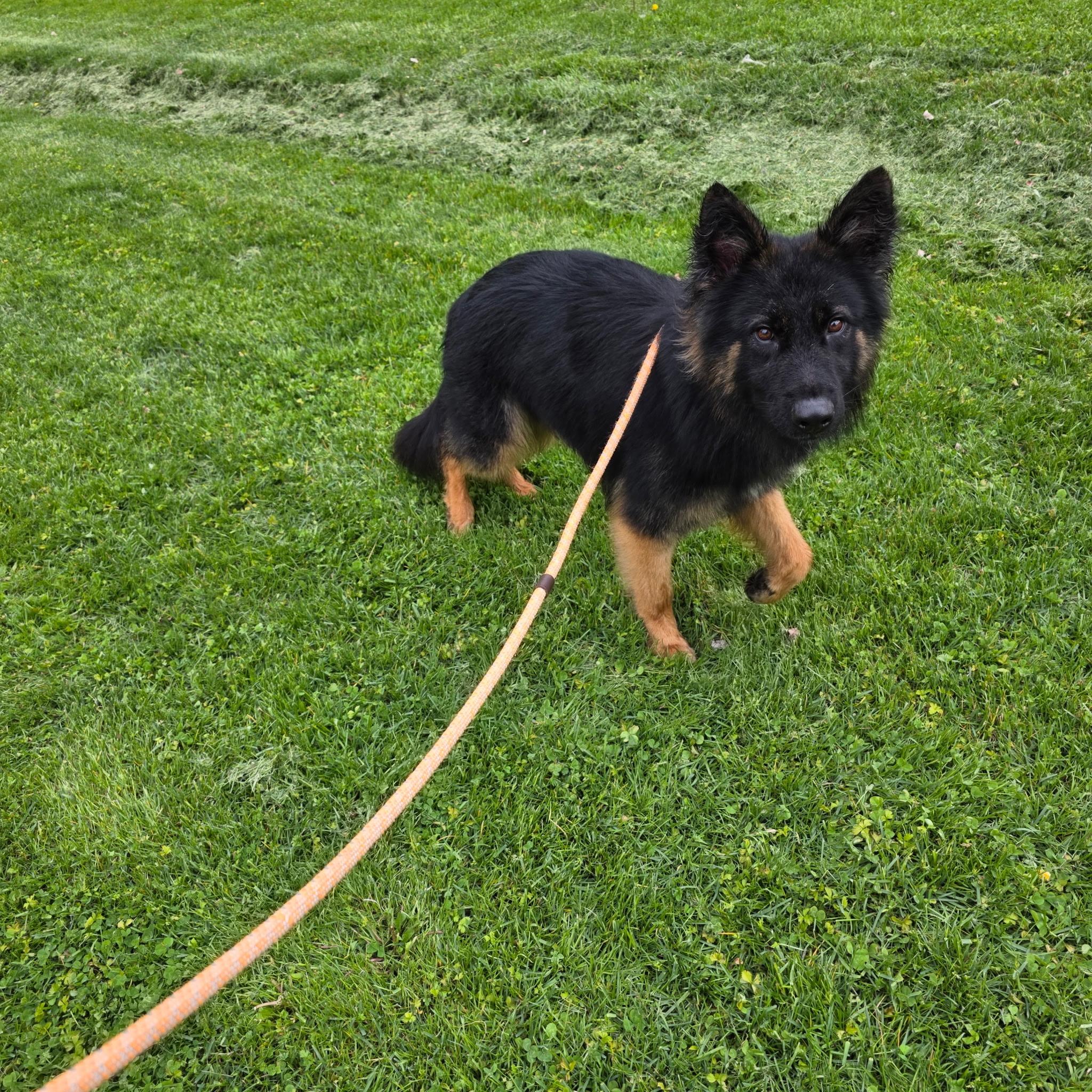 Kai, adopted, Adult Female German Shepherd Dog.