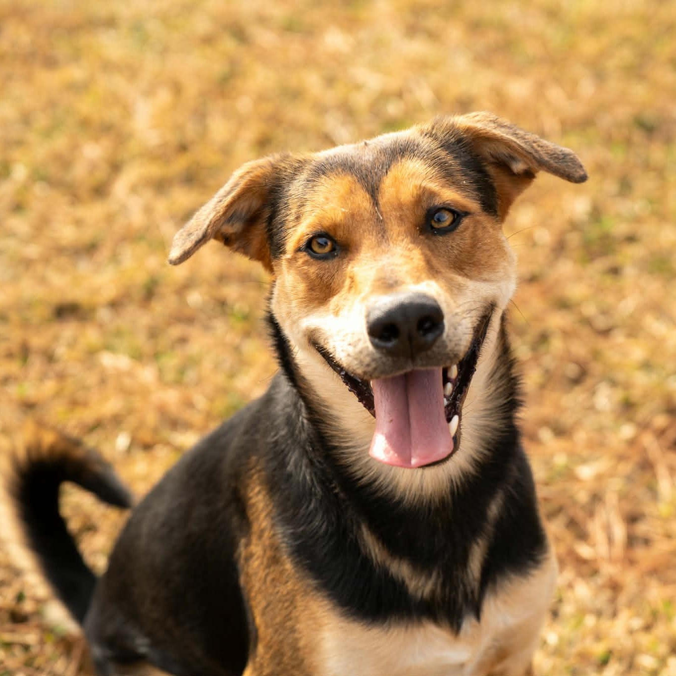 Enlarge Fred - on foster home , a Adoptable Mixed Breed in Myrtle Beach, SC image 1/6