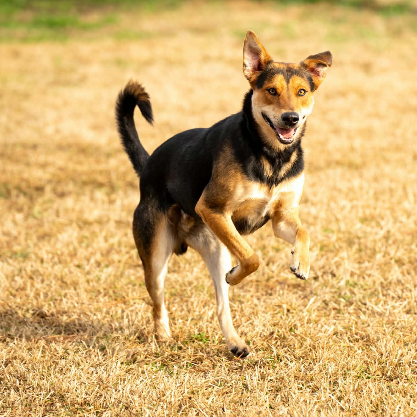 Enlarge Fred - on foster home , a Adoptable Mixed Breed in Myrtle Beach, SC image 4/6