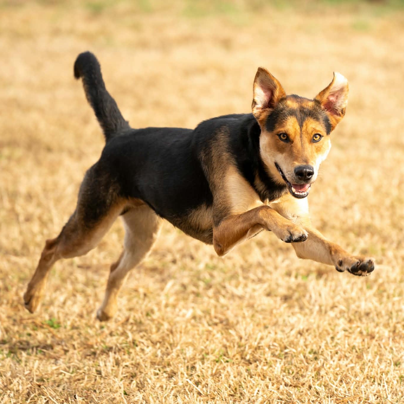 Enlarge Fred - on foster home , a Adoptable Mixed Breed in Myrtle Beach, SC image 6/6