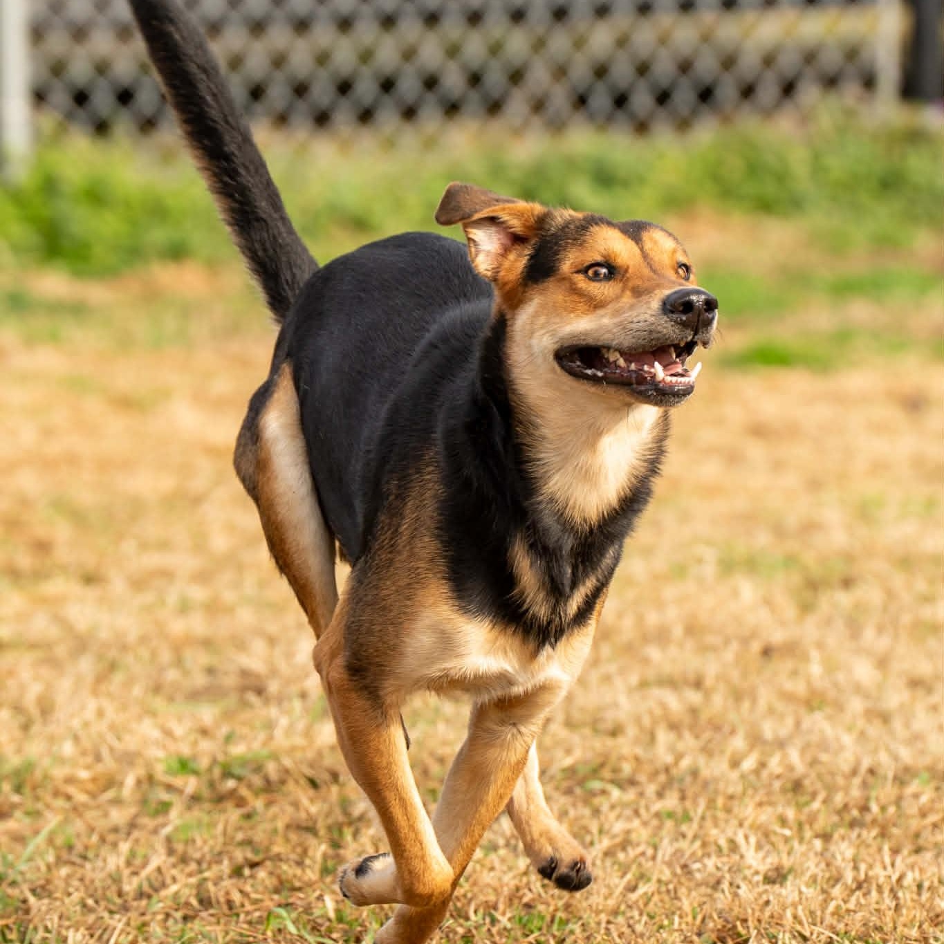 Enlarge Fred - on foster home , a Adoptable Mixed Breed in Myrtle Beach, SC image 5/6