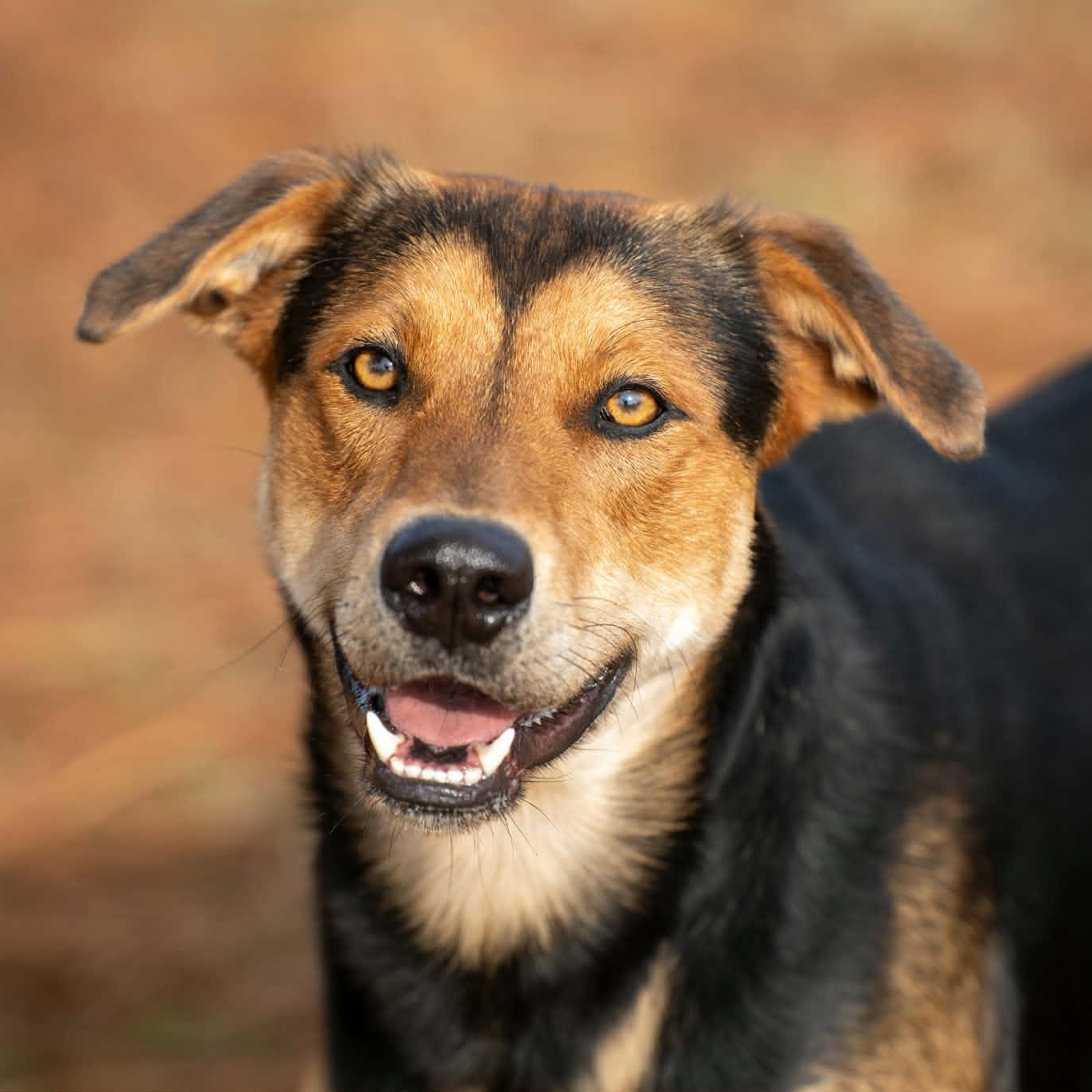 Enlarge Fred - on foster home , a Adoptable Mixed Breed in Myrtle Beach, SC image 2/6