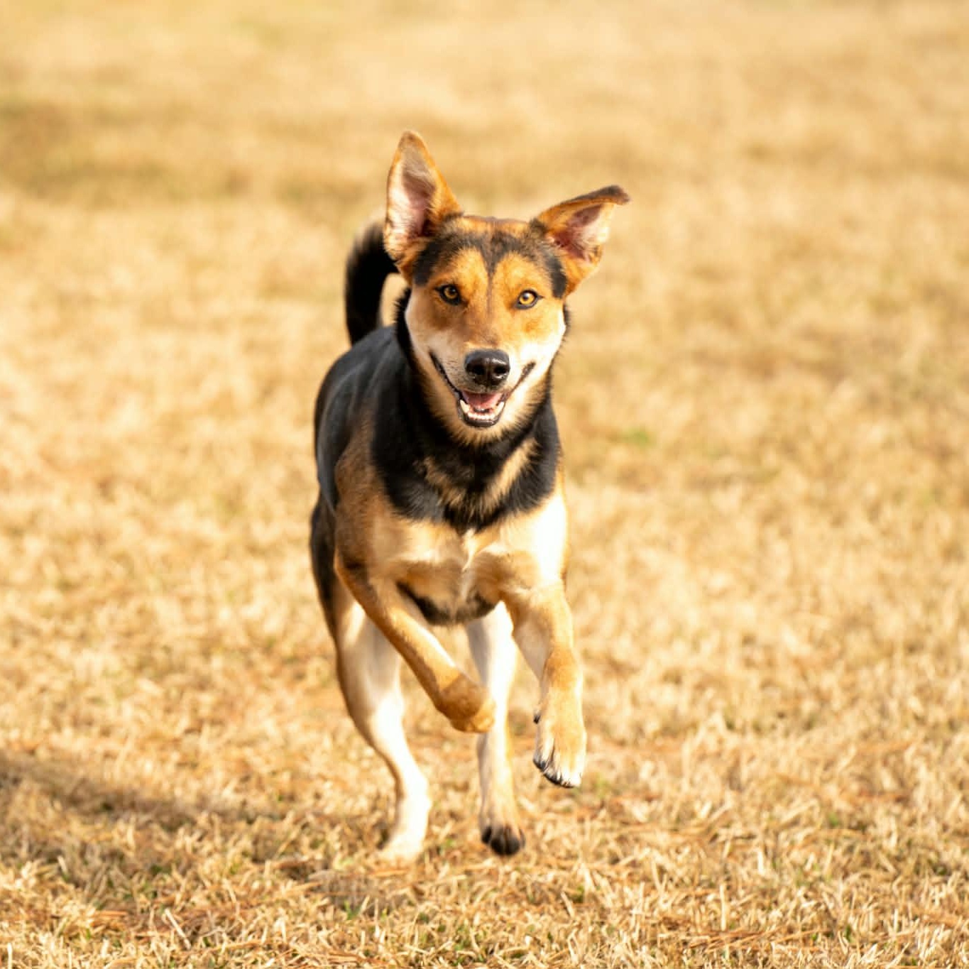 Enlarge Fred - on foster home , a Adoptable Mixed Breed in Myrtle Beach, SC image 3/6