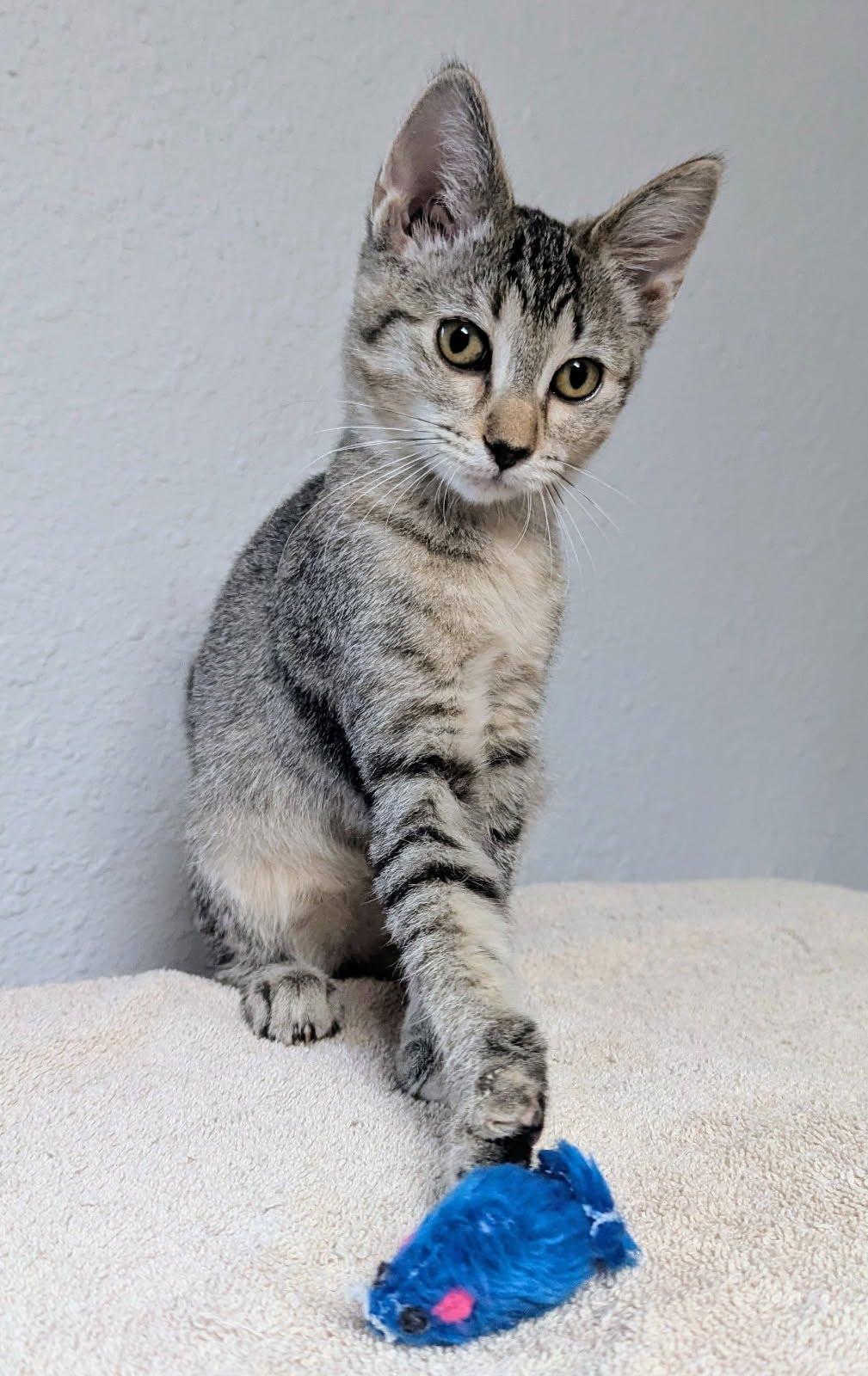 Tanya, a ADOPTABLE Domestic Short Hair in Little Falls, MN image 5/5