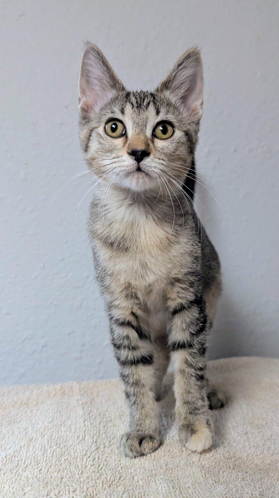 Tanya, a ADOPTABLE Domestic Short Hair in Little Falls, MN image 3/5