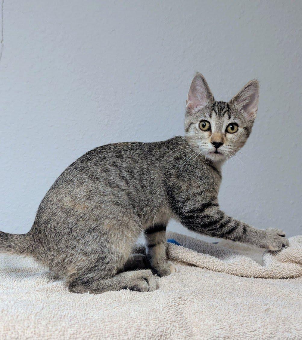 Tanya, a ADOPTABLE Domestic Short Hair in Little Falls, MN image 4/5