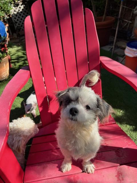 Enlarge Georgia, a Adopted Shih Tzu in El Segundo, CA image 1/1