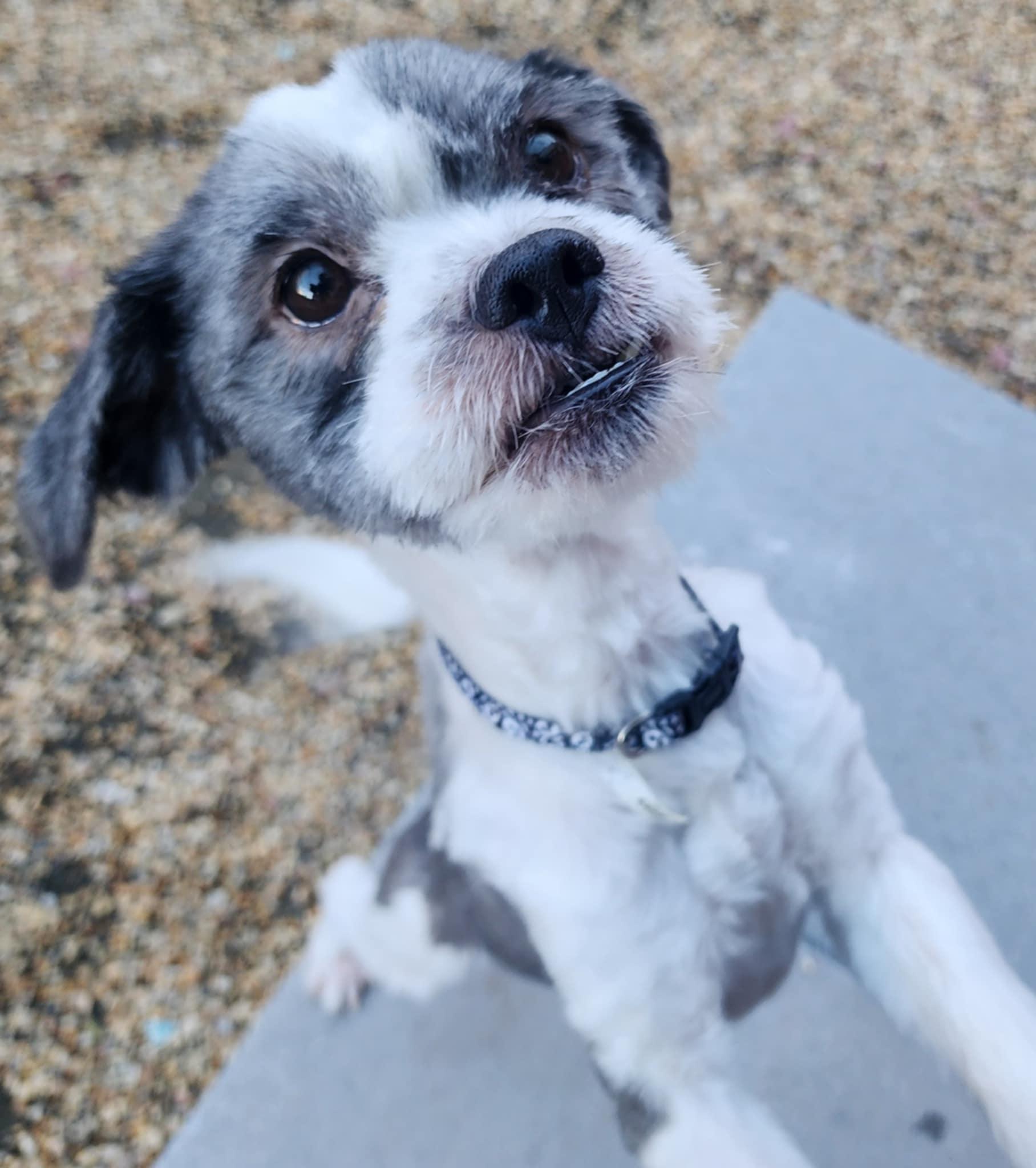 REGGIE, a ADOPTABLE mixed breed in Manassas, VA image 4/4